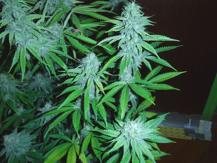 OGKush_PlantA_92DaysSmall