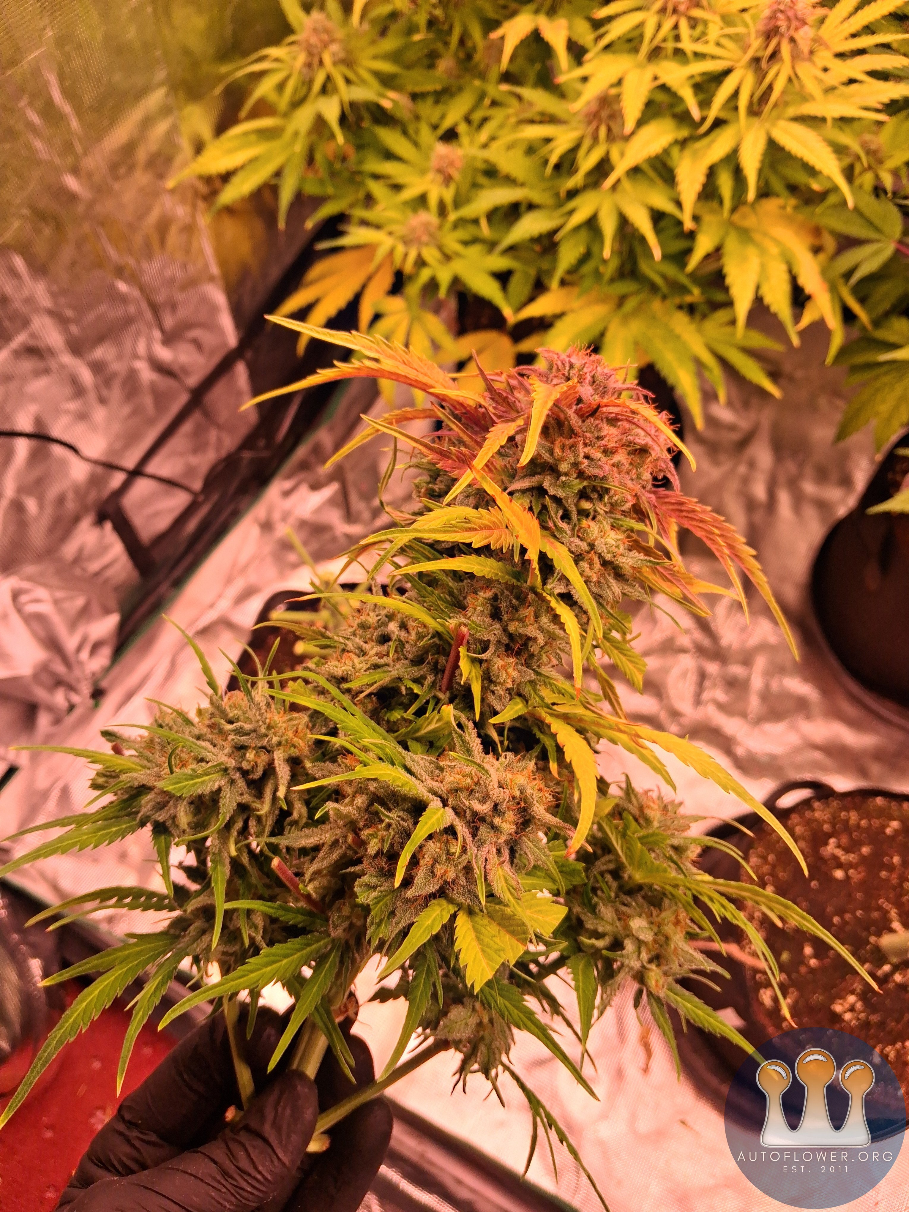 Oh my gushers main cola