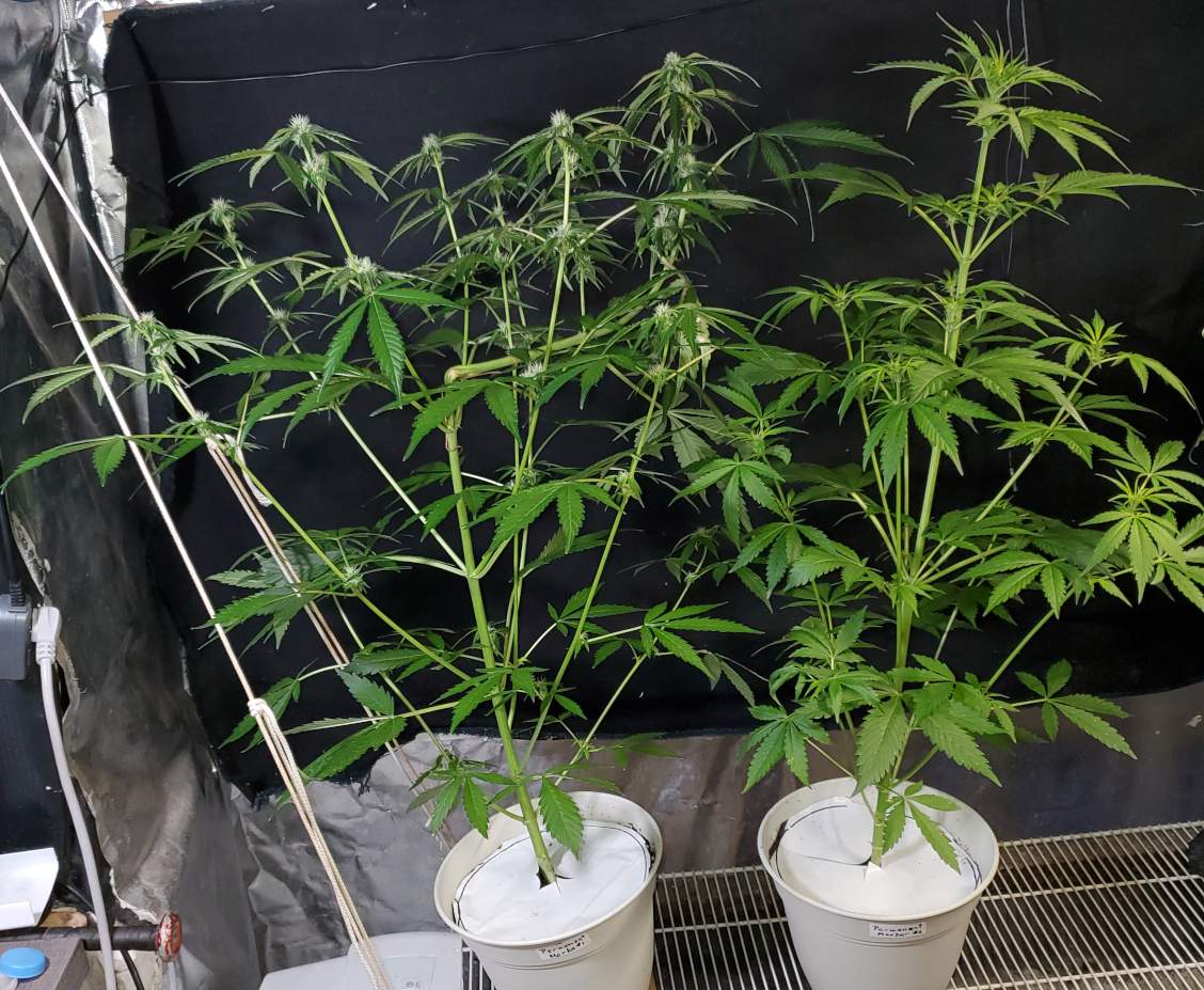 PM_1-2_day35.jpg