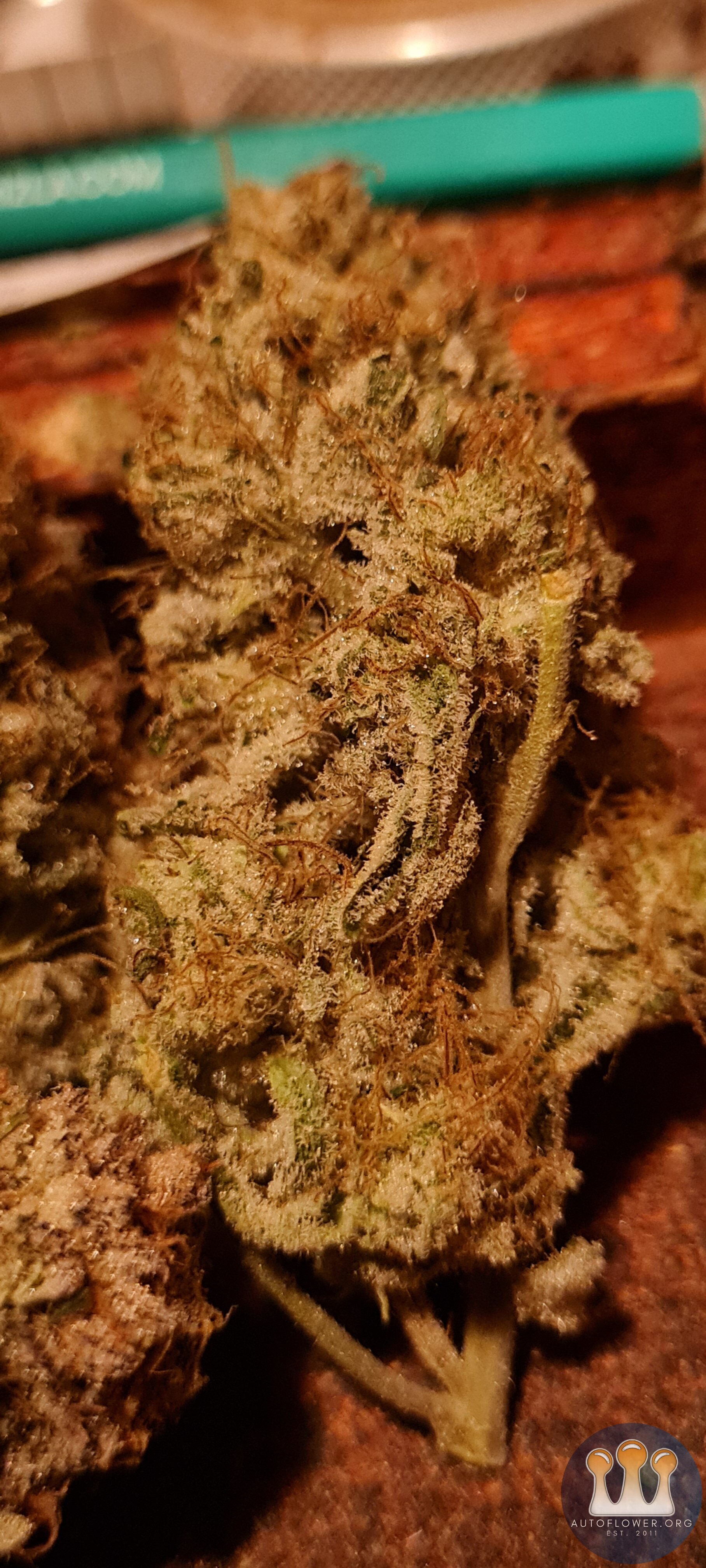 Purple punch