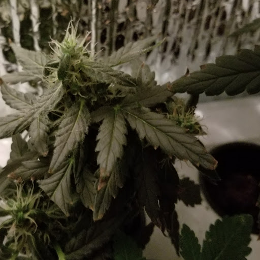 Rhino Ryder 7 Weeks