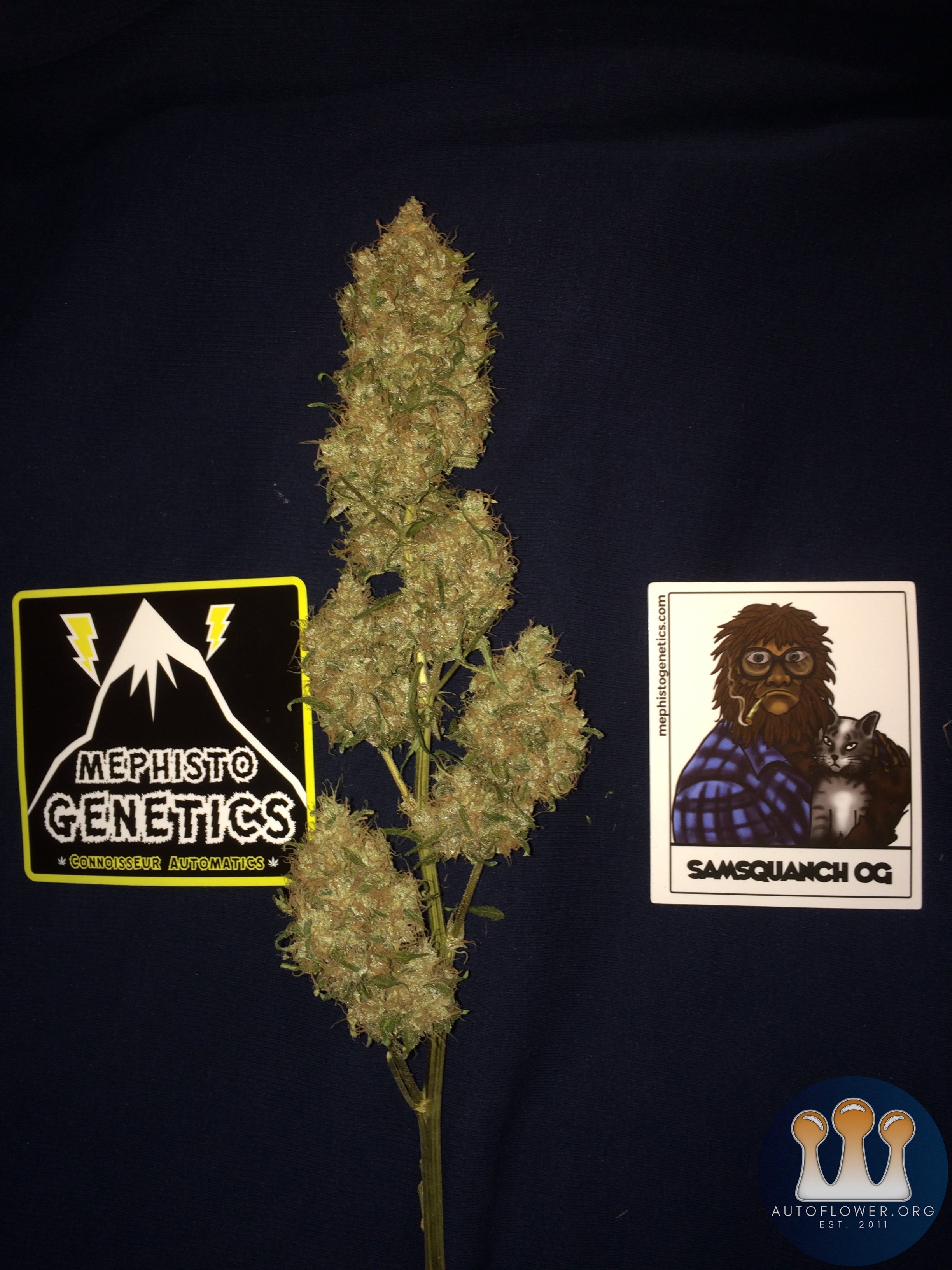 Samsquanch OG cola mg sticker