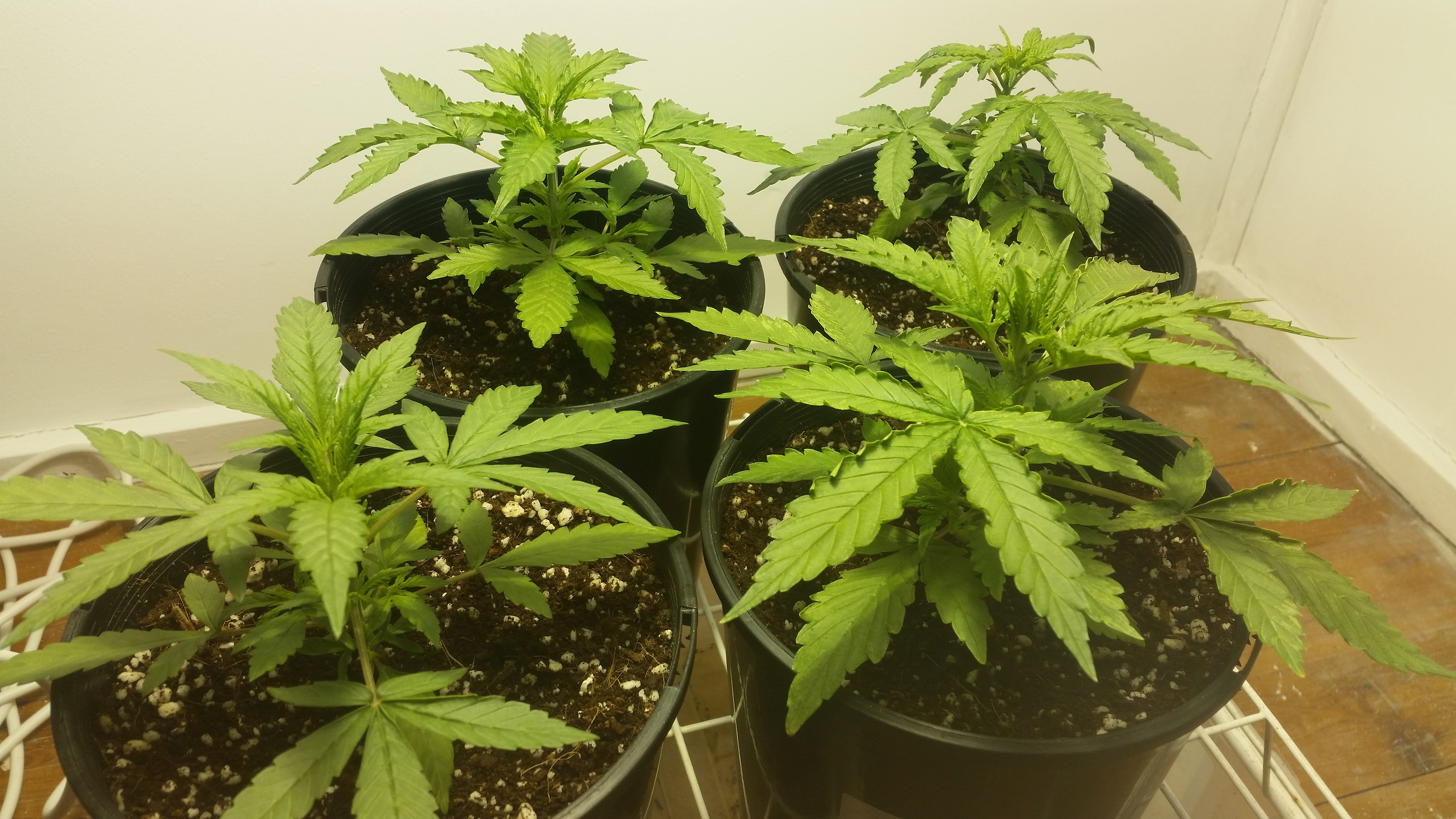 Set Up Jul4 2