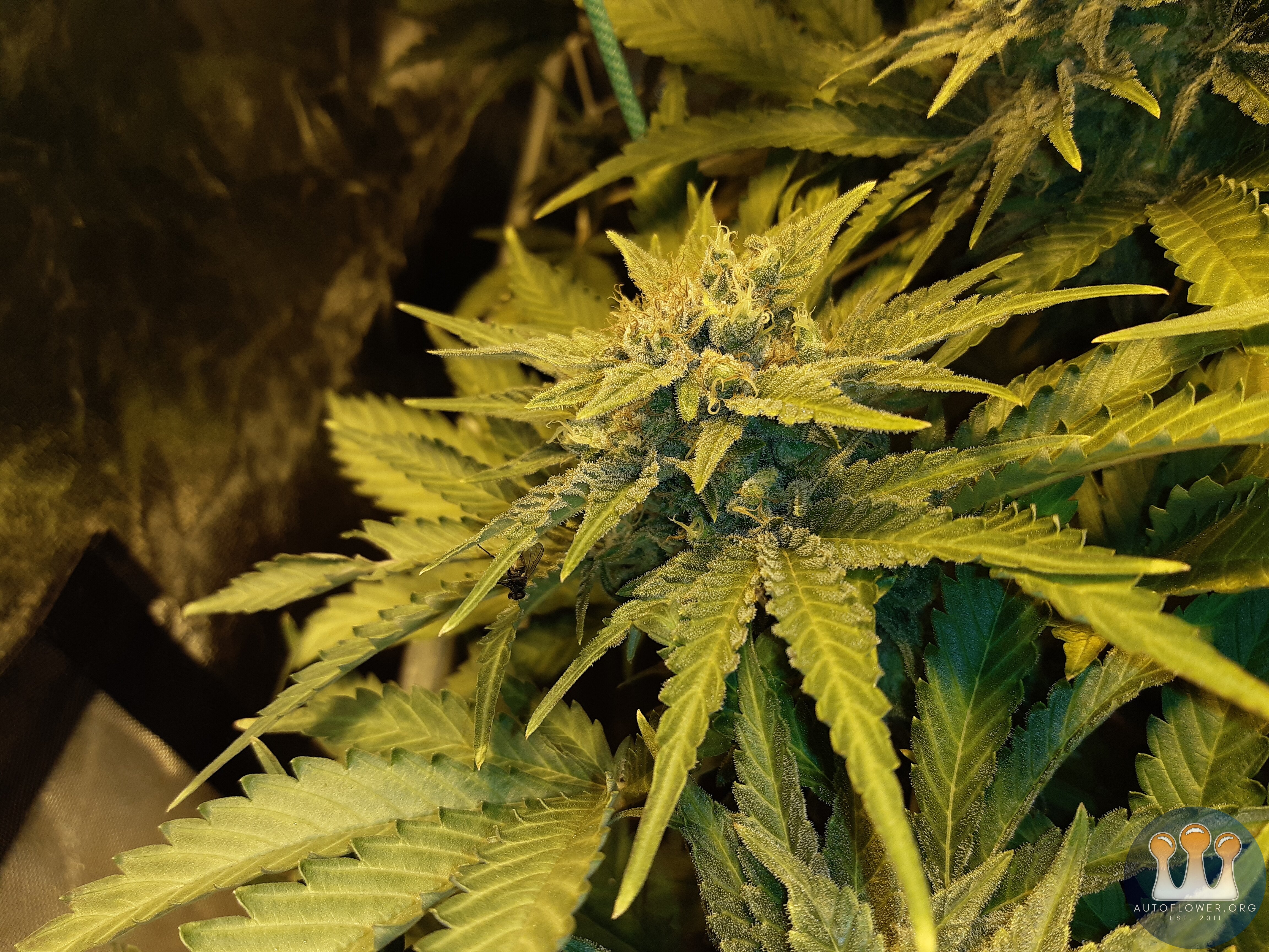 Sherbet