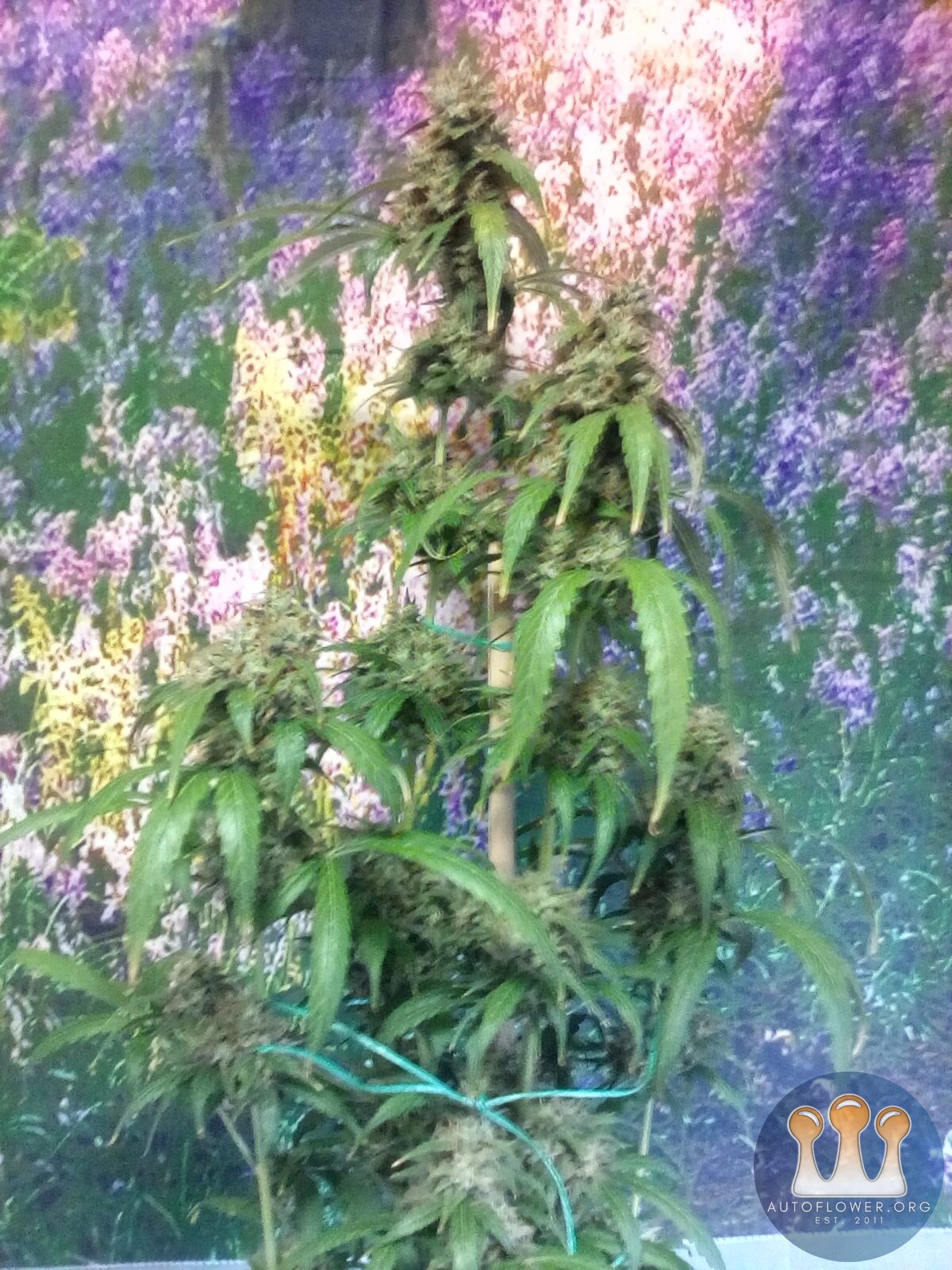 Skunk x kush.