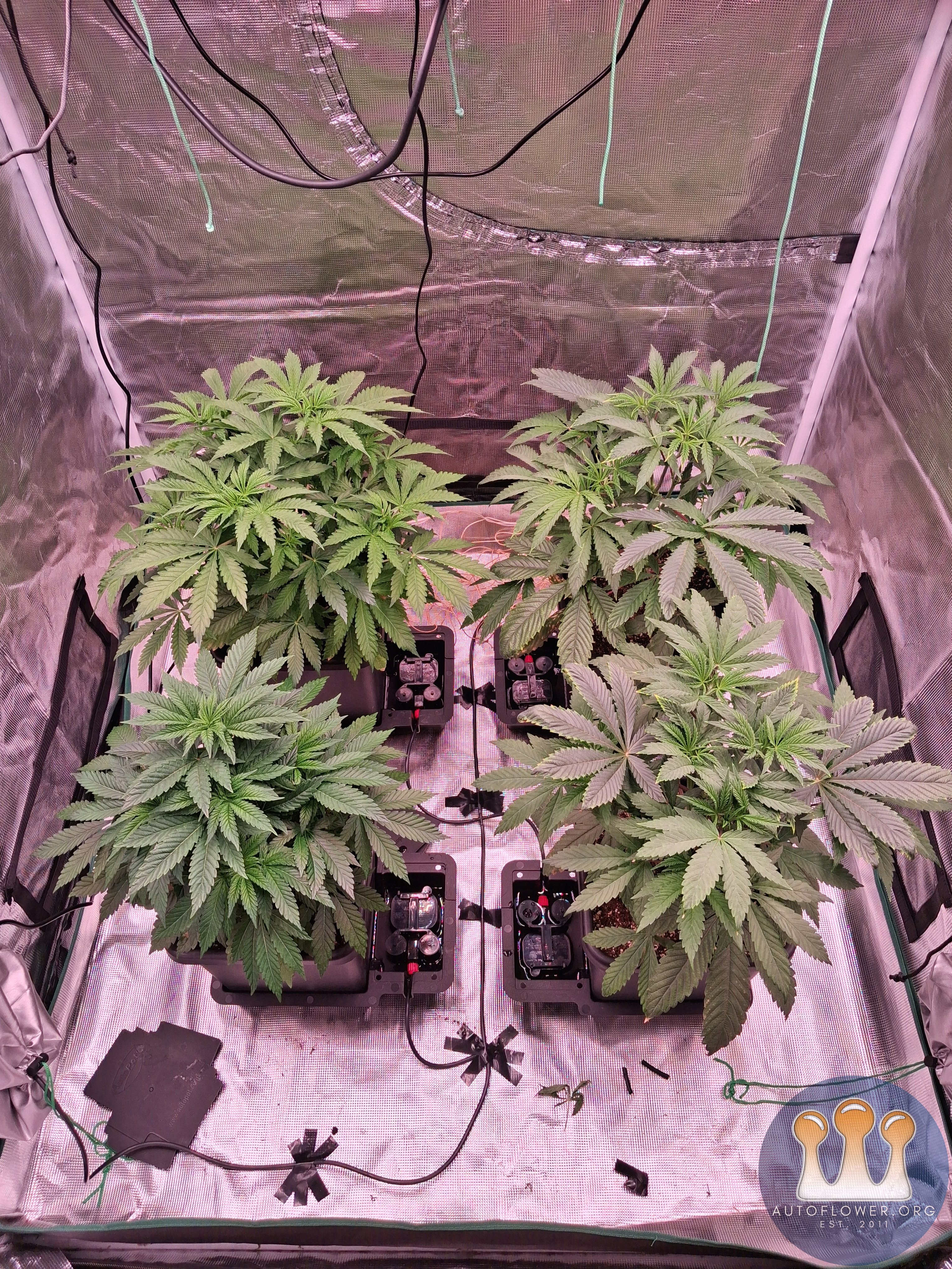 Slush mint cake & Jealousy