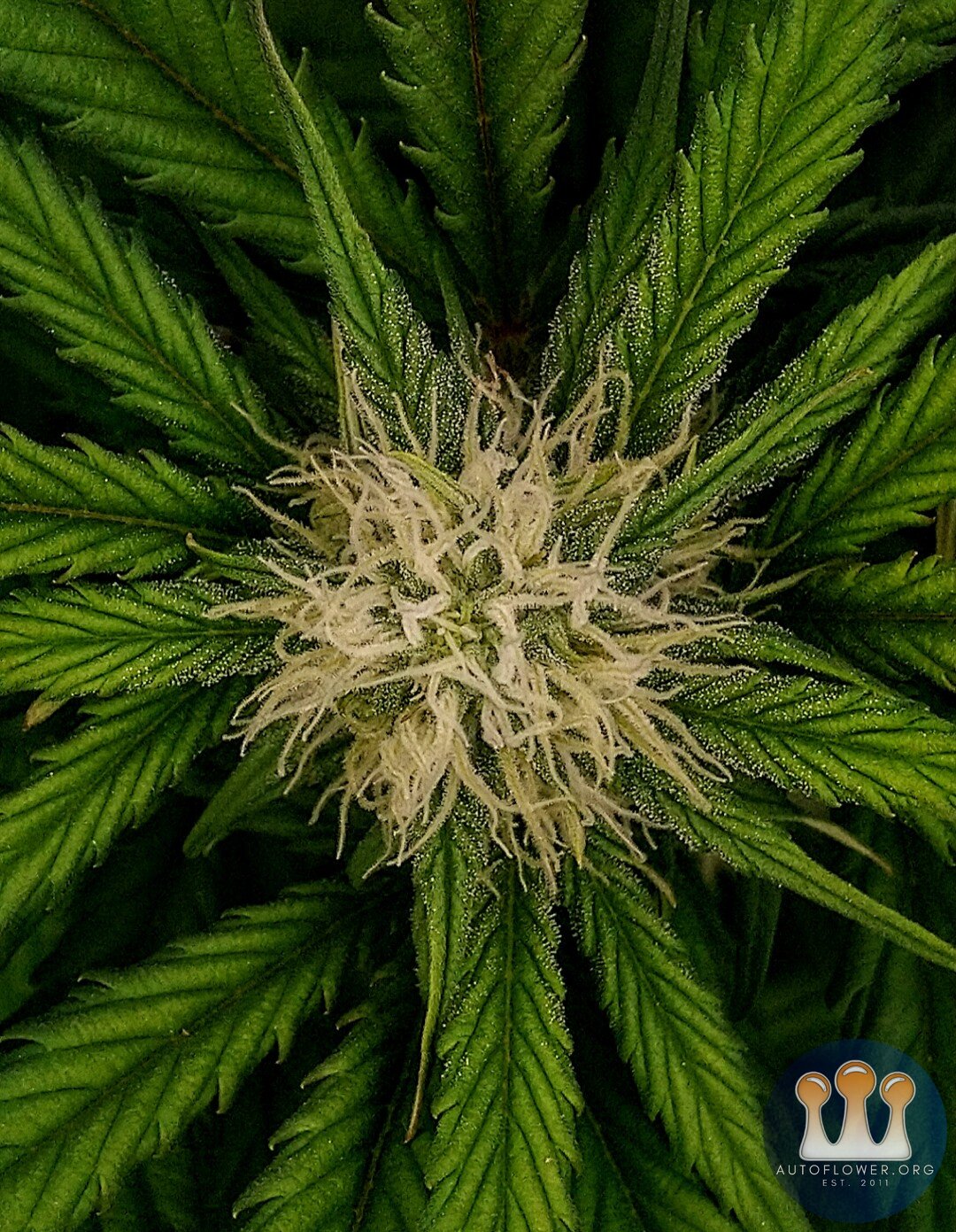 Sour Crack