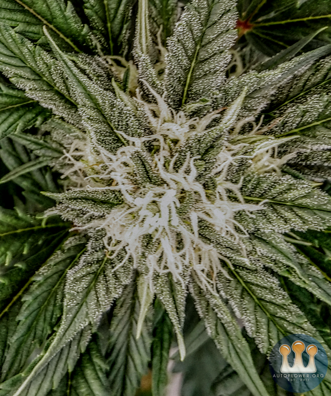 Sour Crack