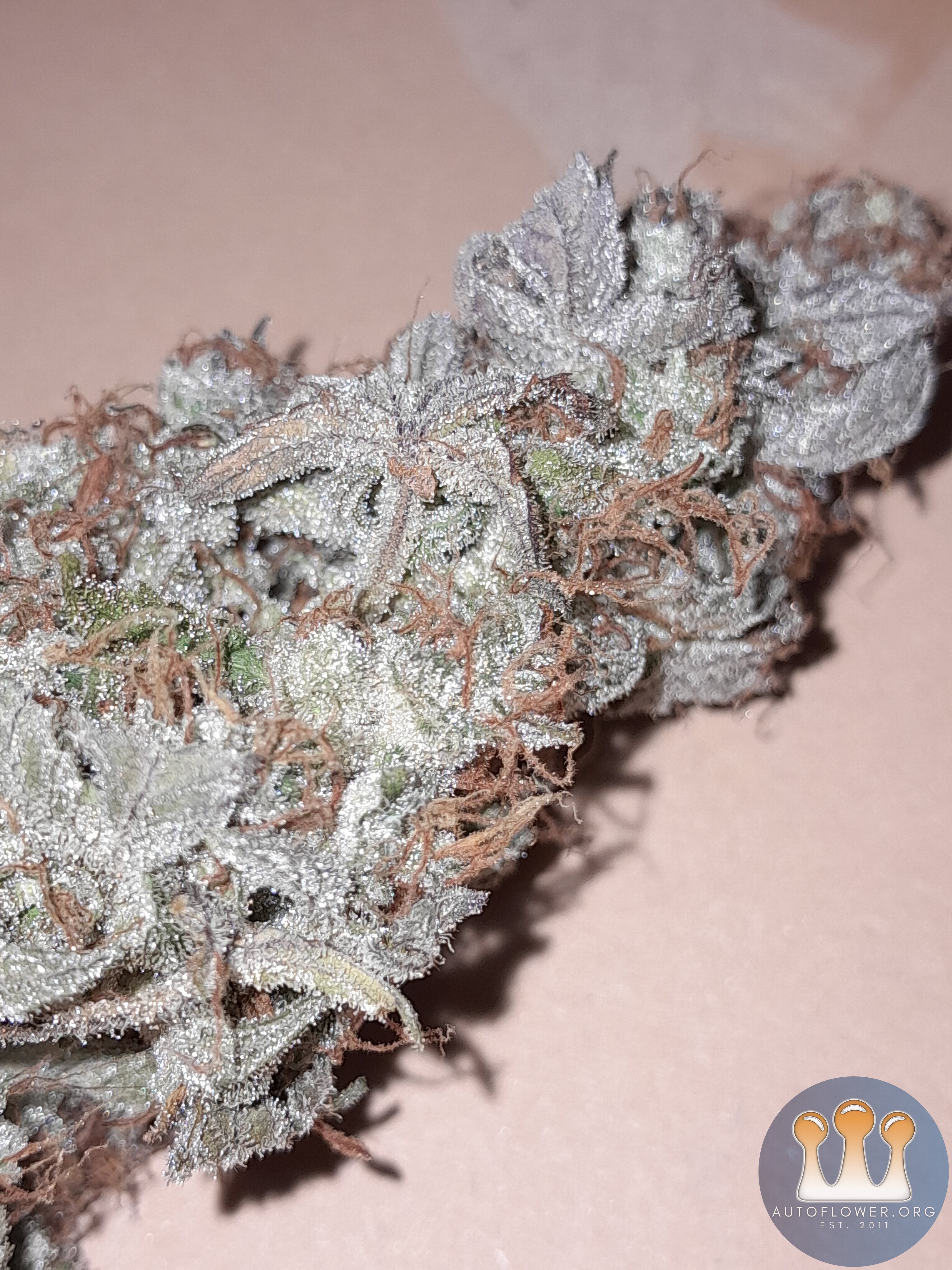 Sour diesel