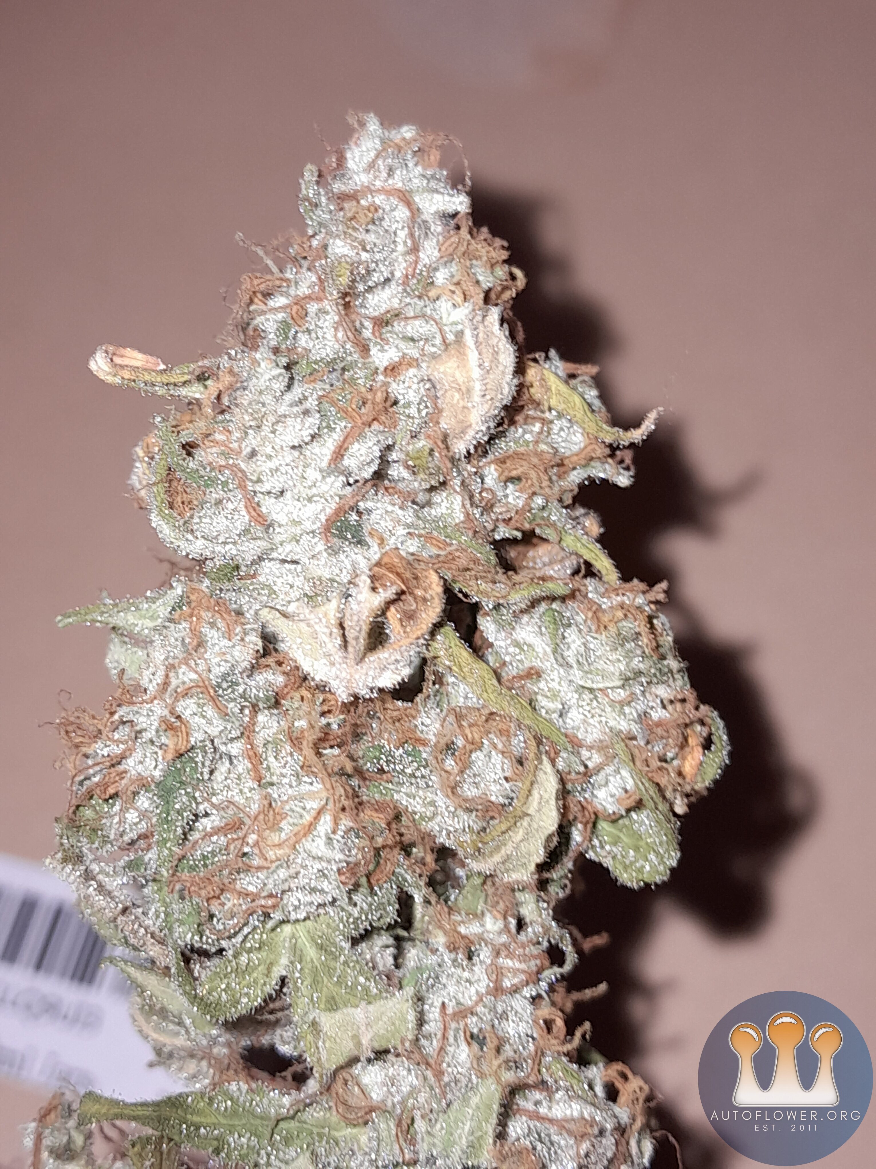 Sour diesel