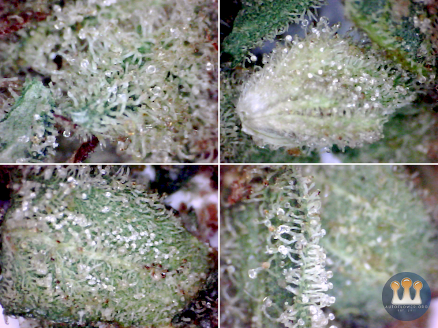 SQdC - Aphria - Good Supply - Monkey Glue (trichome glands captured under USB microscope)