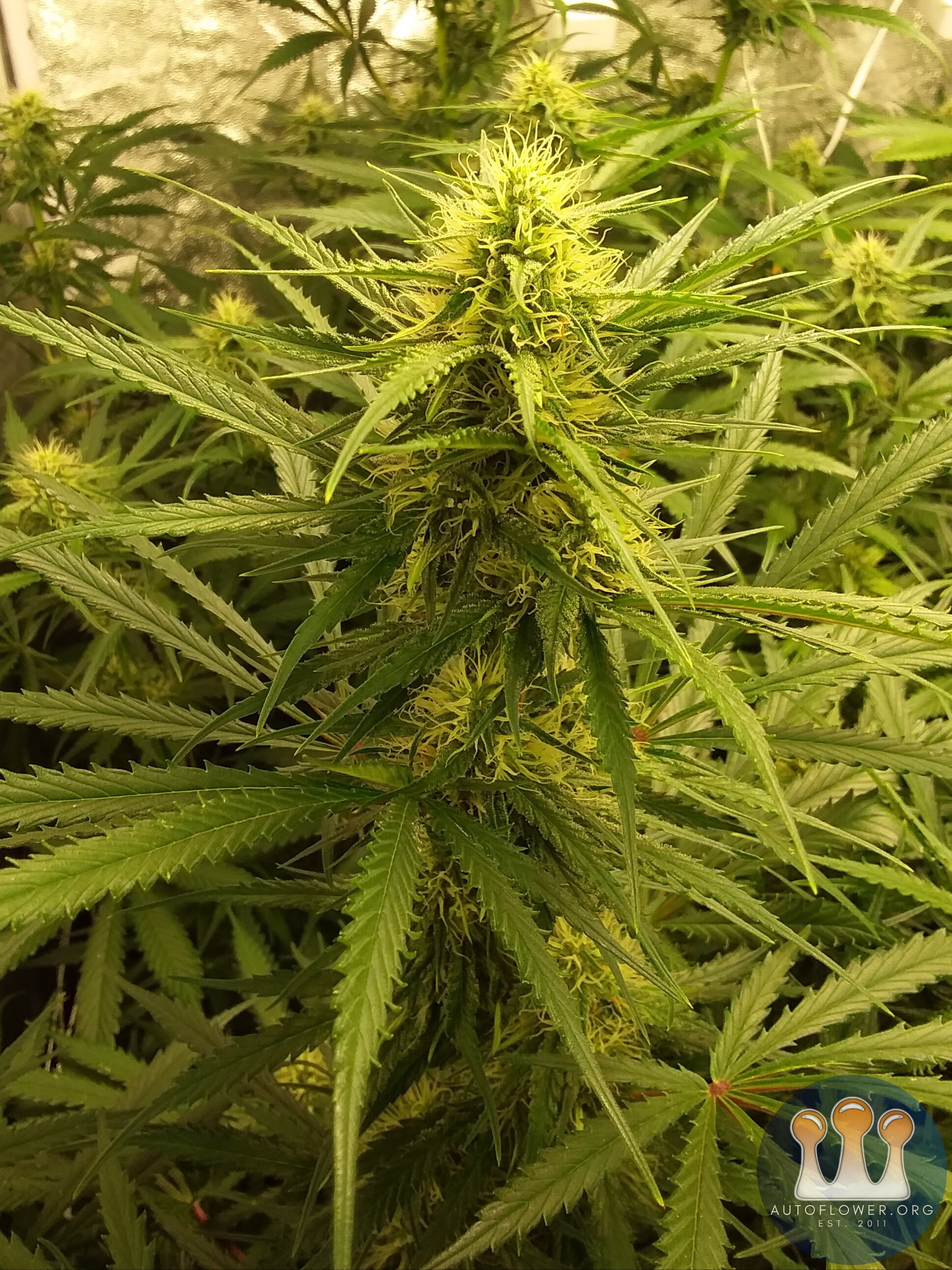 Stilton Cross 3bear 7 weeks