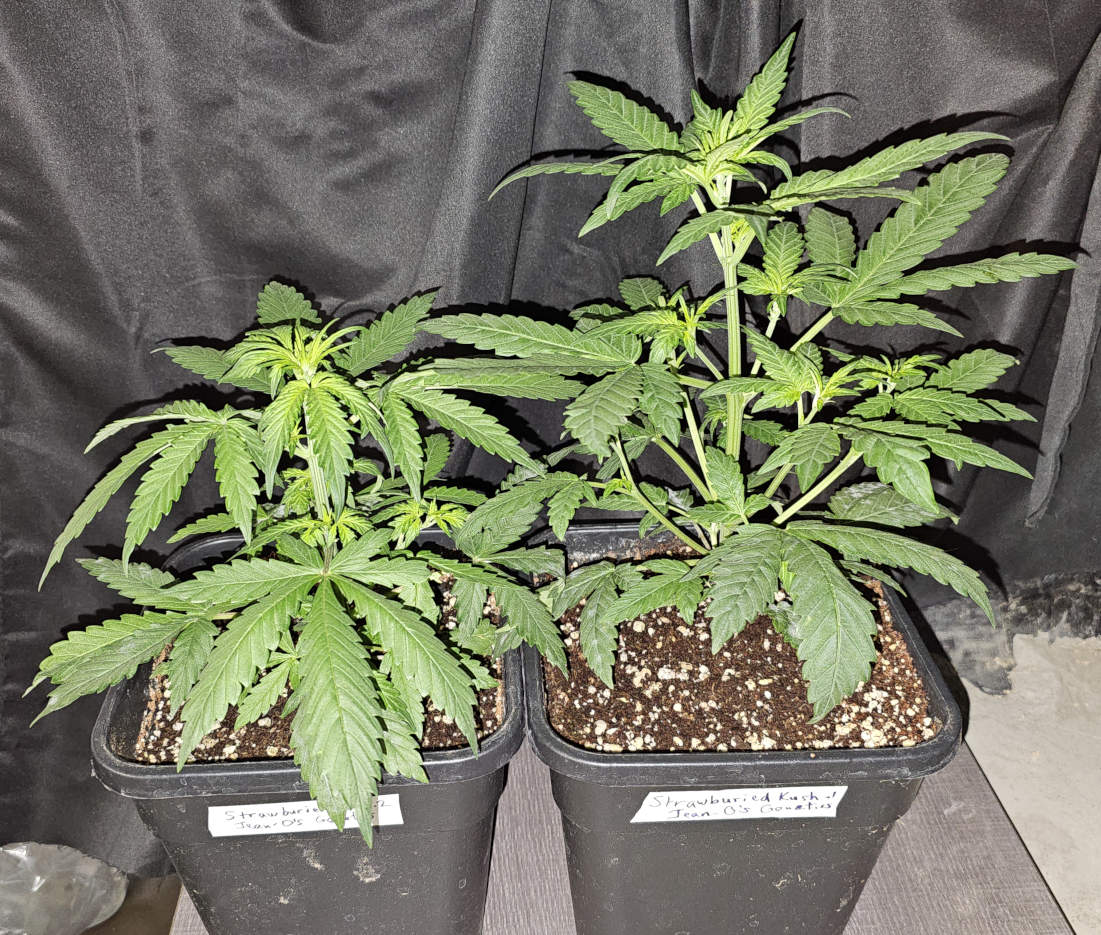 StrawburiedKush.1-2_day26.jpg