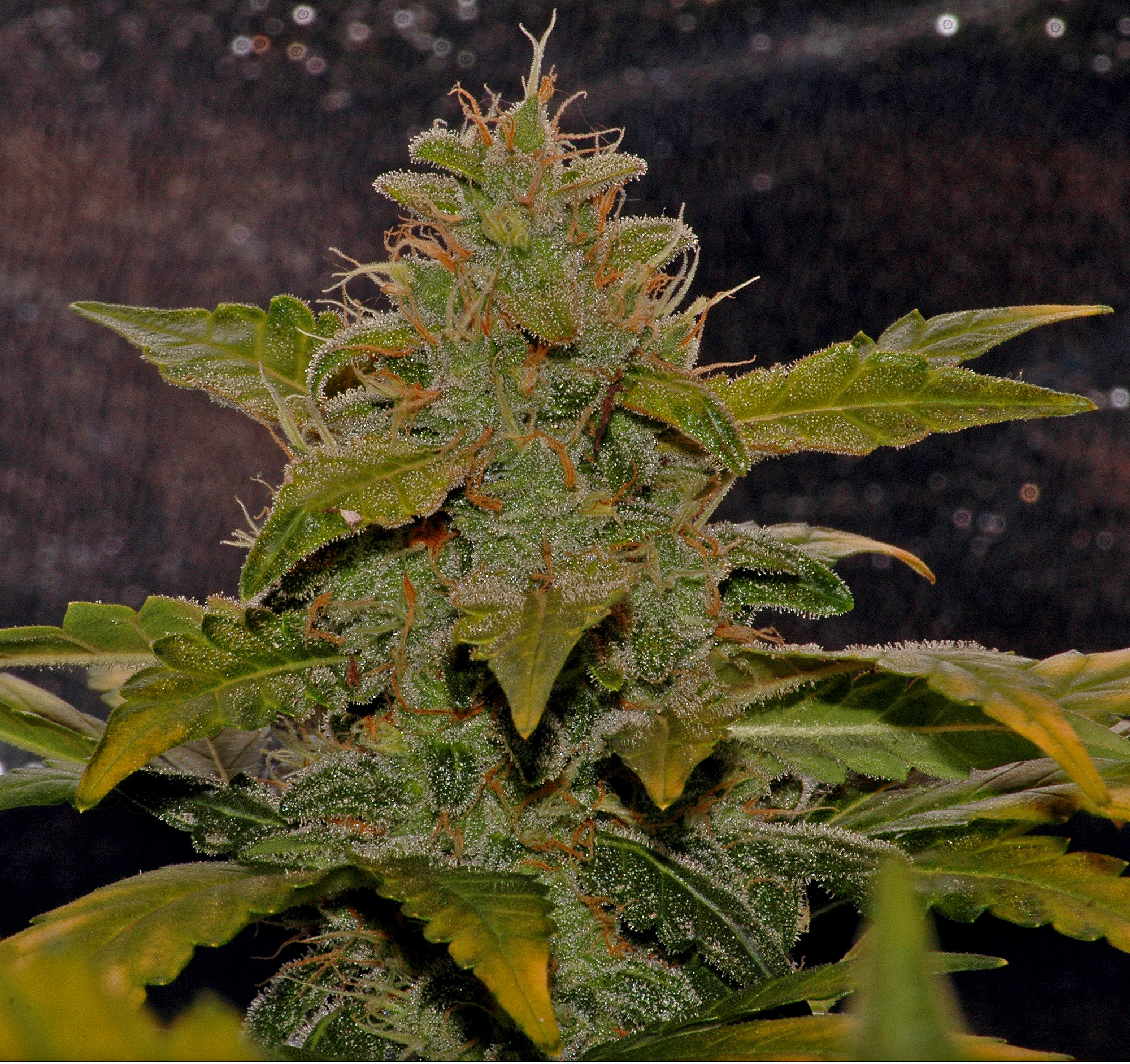 STW Bud2 09-06-14