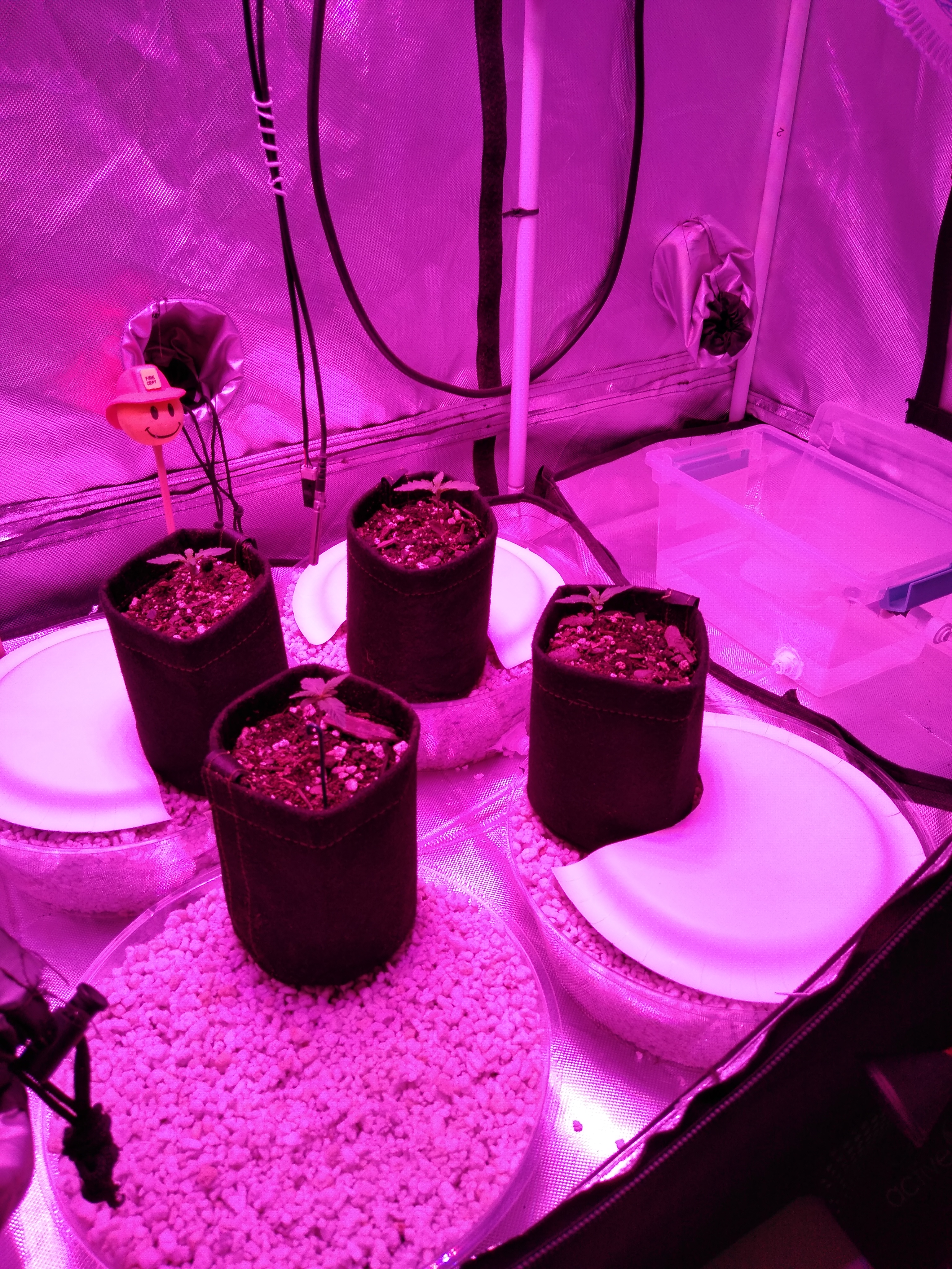 Sub irrigation saucers w/ WW auto seedlings (W1, D7) in air pots