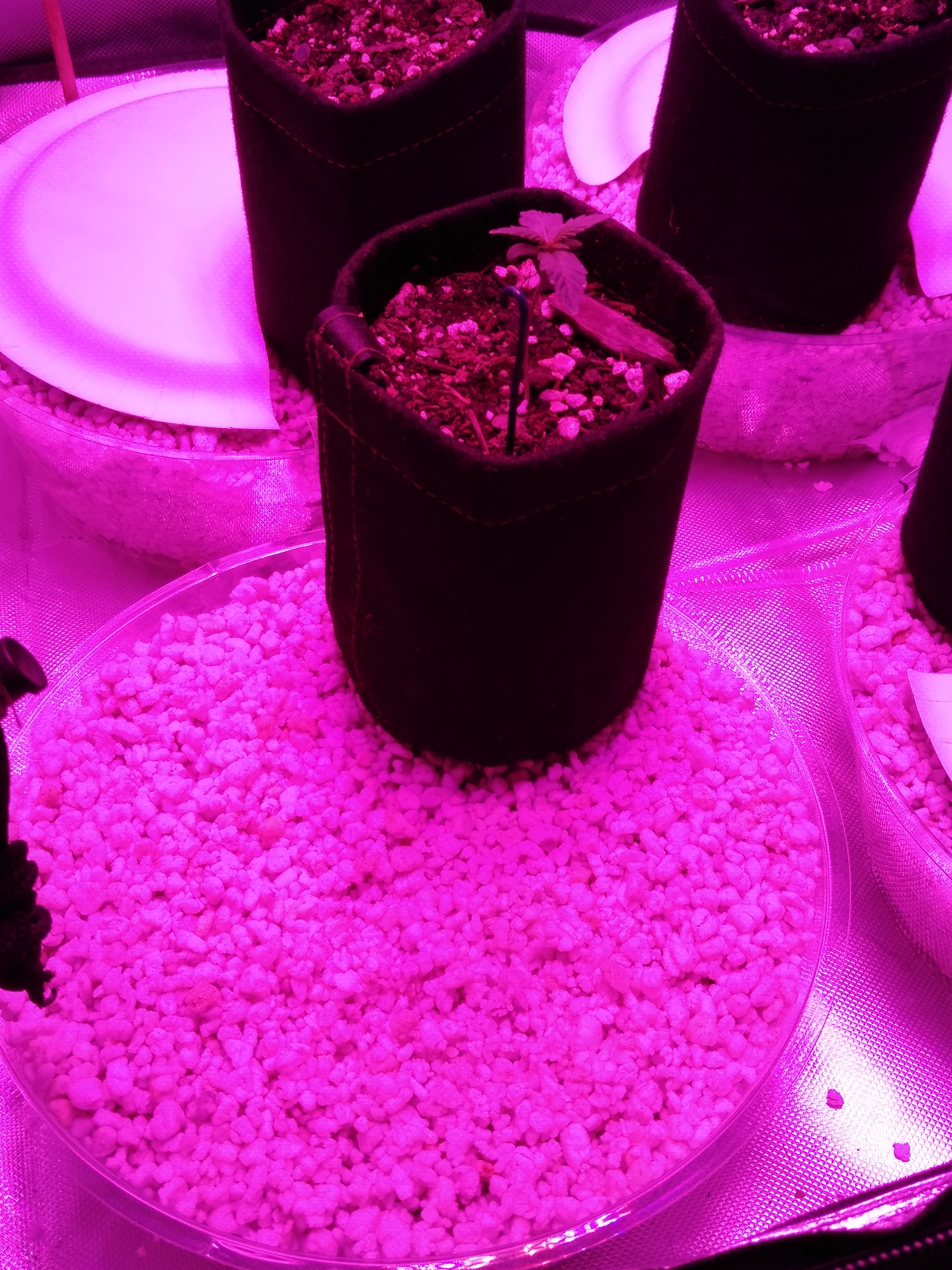 Sub irrigation saucers with fabric pot w/ WW seedling (W1, D7)