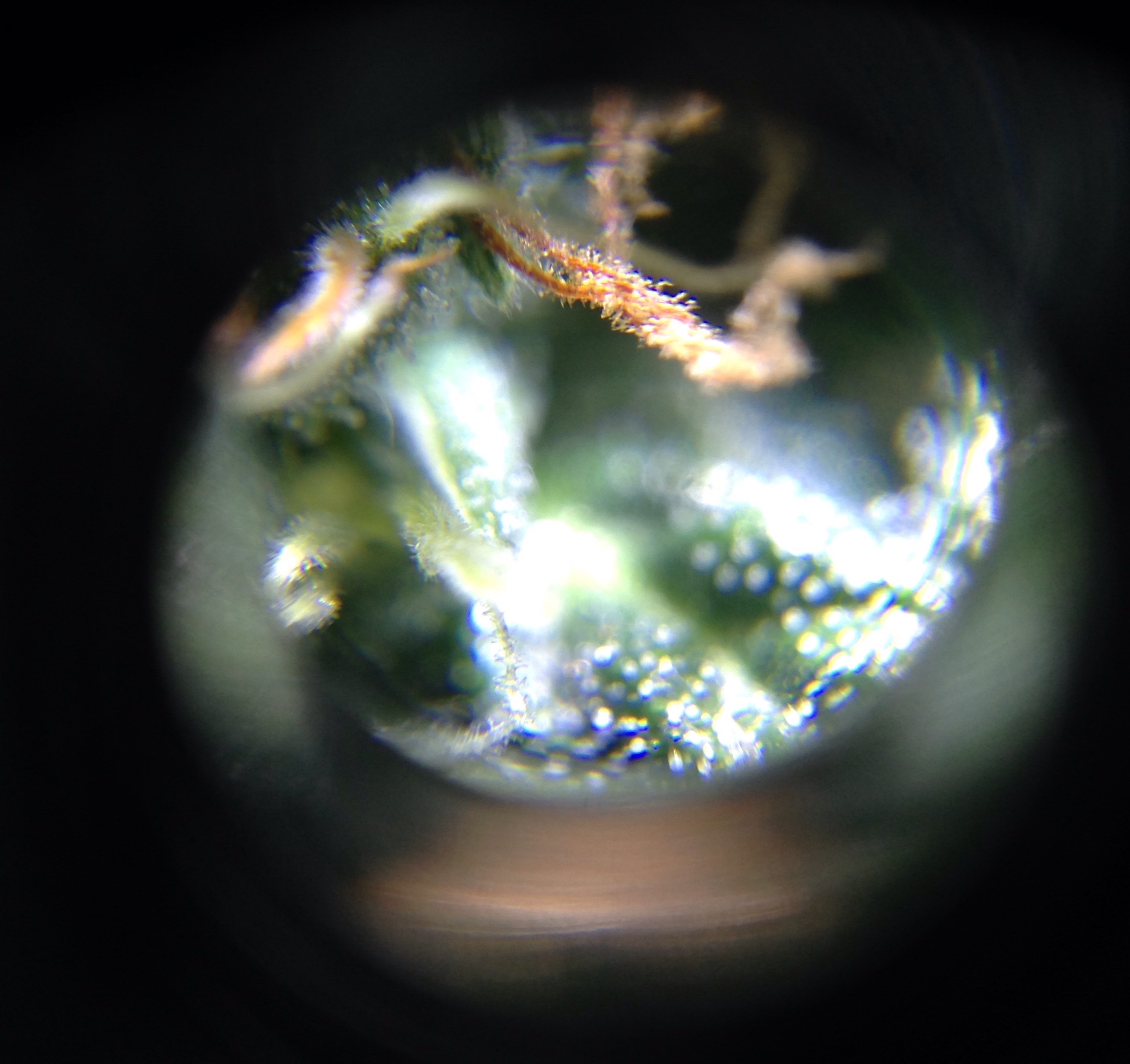 Super Skunk #1 approx day 55 microscopy 1