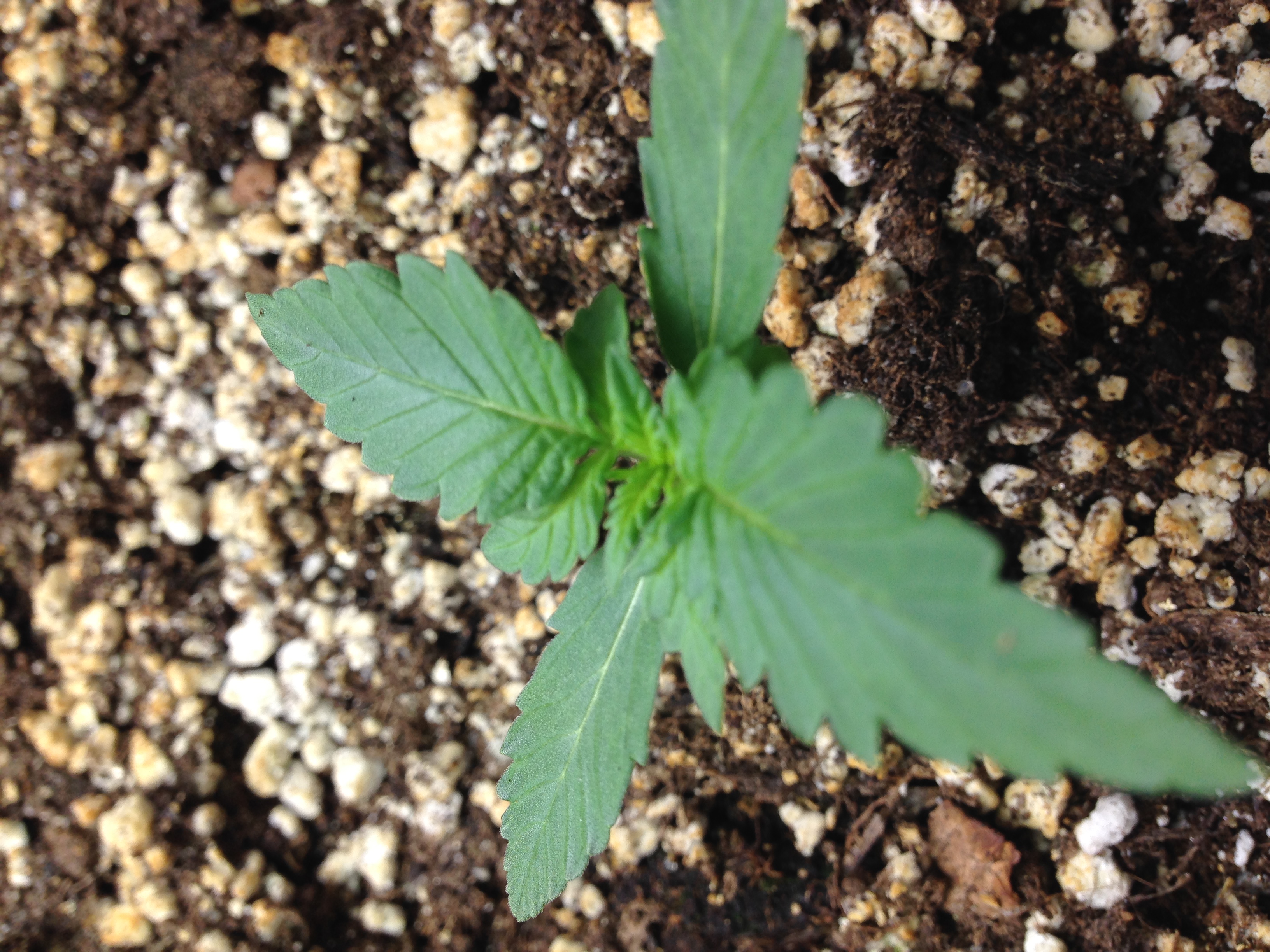 Super Skunk #2a