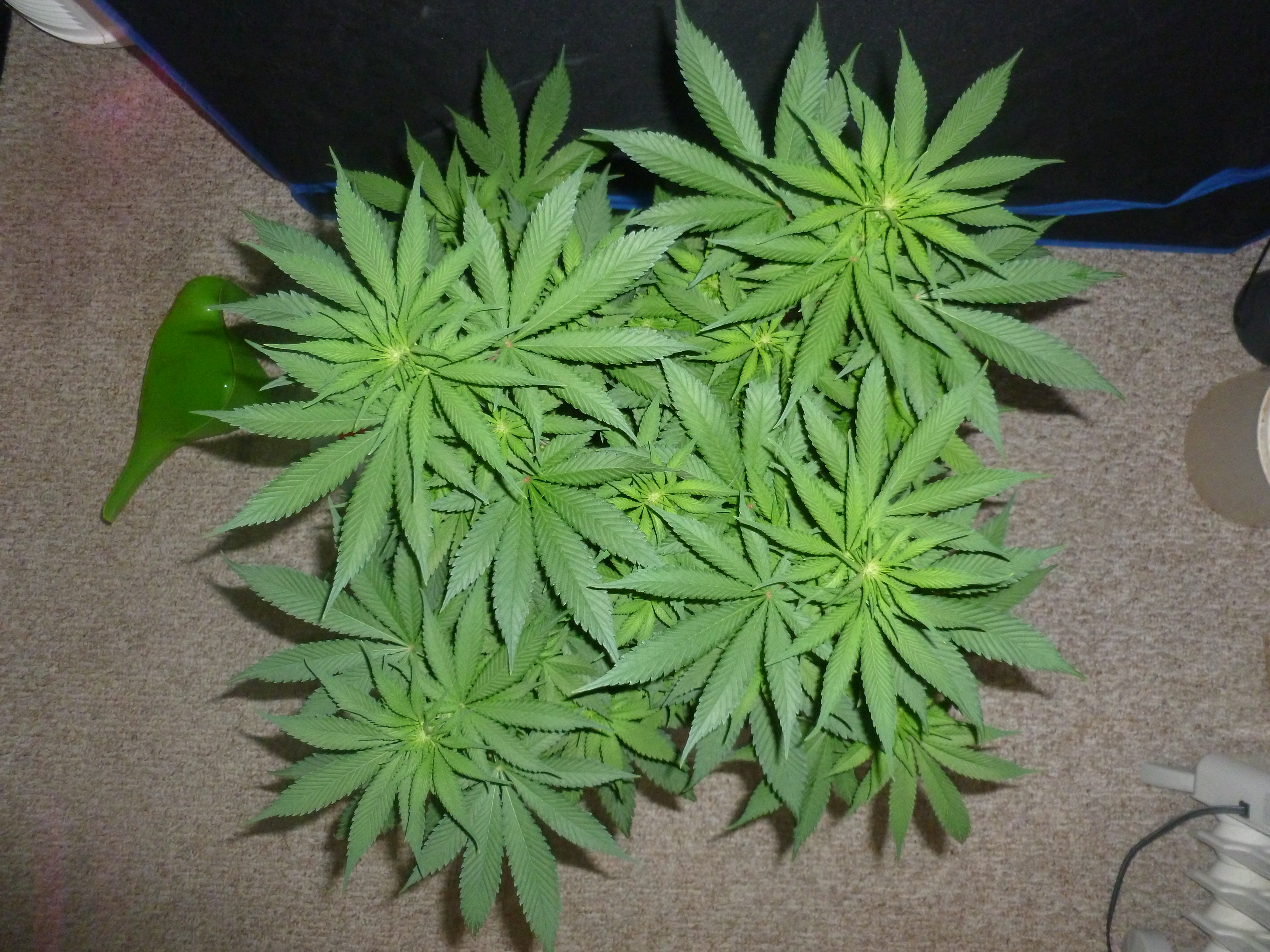 Sweet Cheese 2