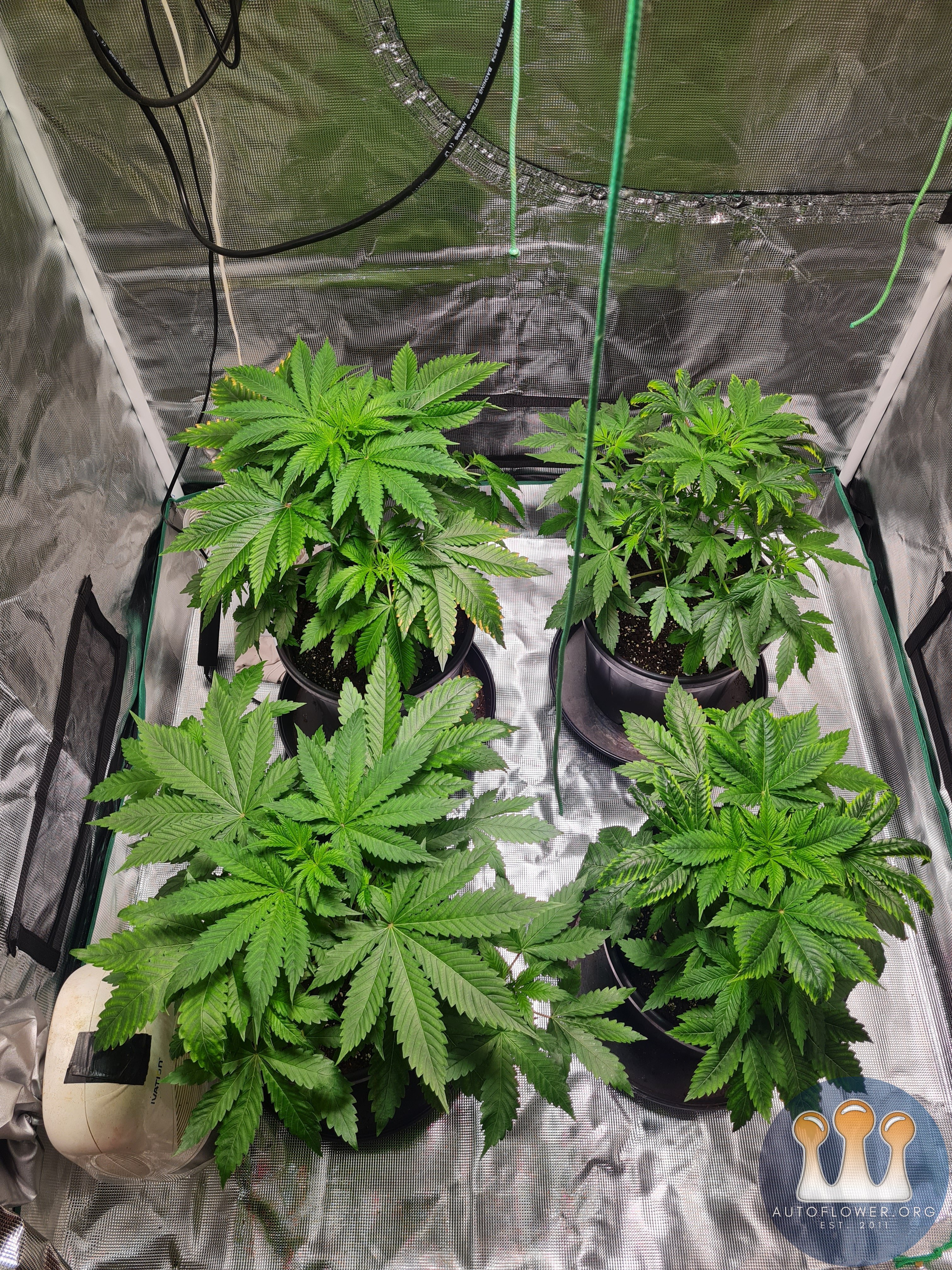 Sweet mandarin zkittles