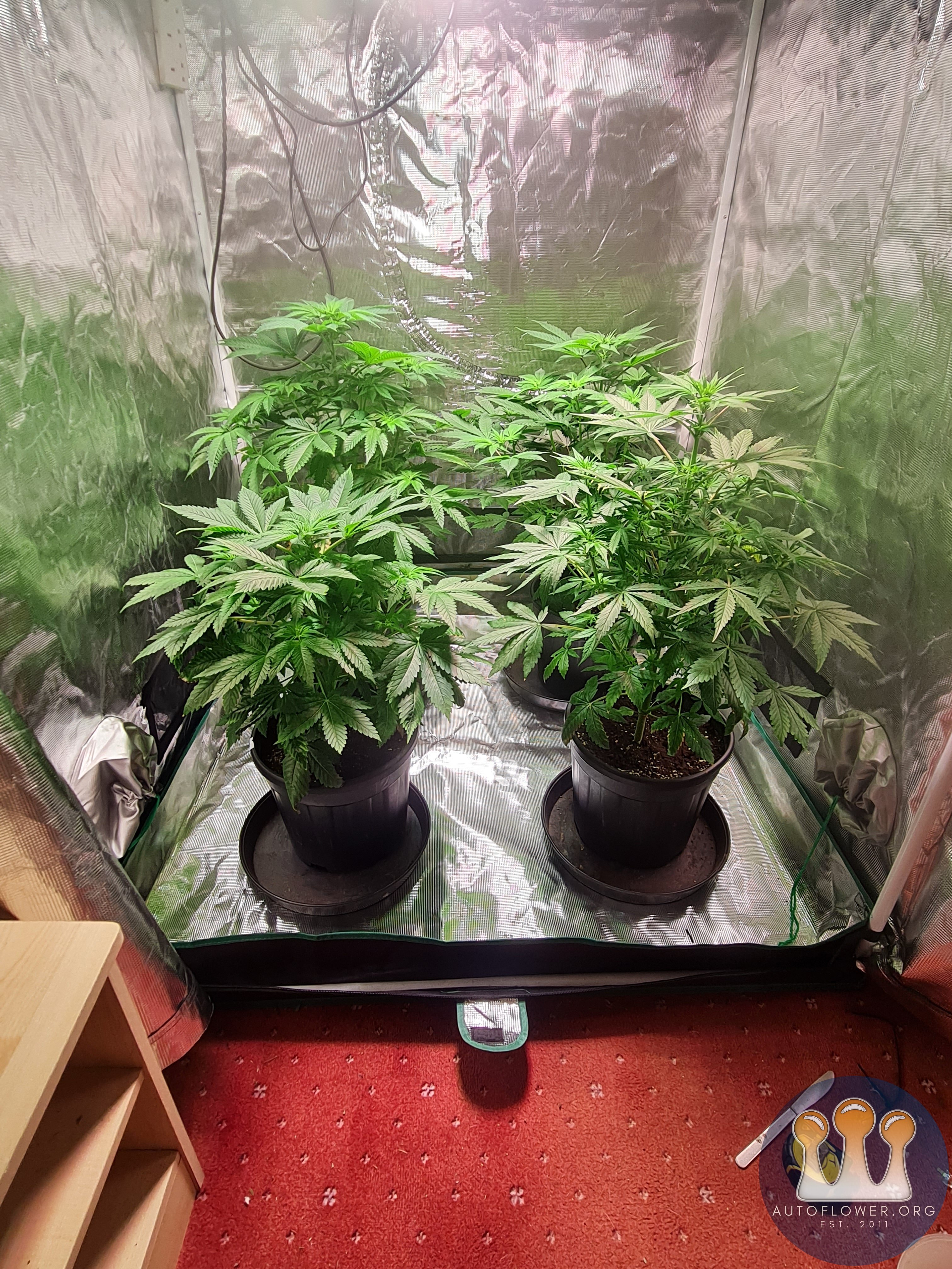 Sweet mandarin zkittles