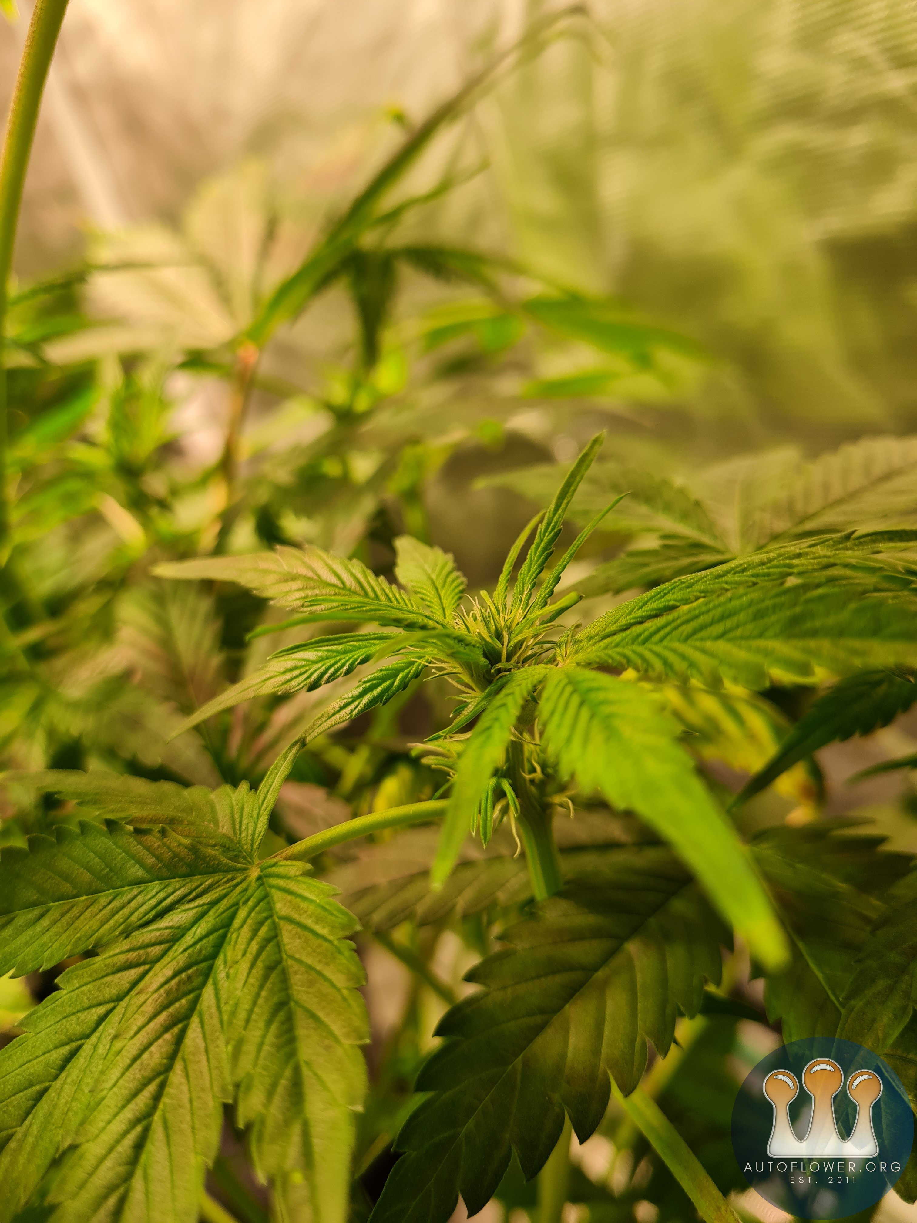 Sweet mandarin zkittles