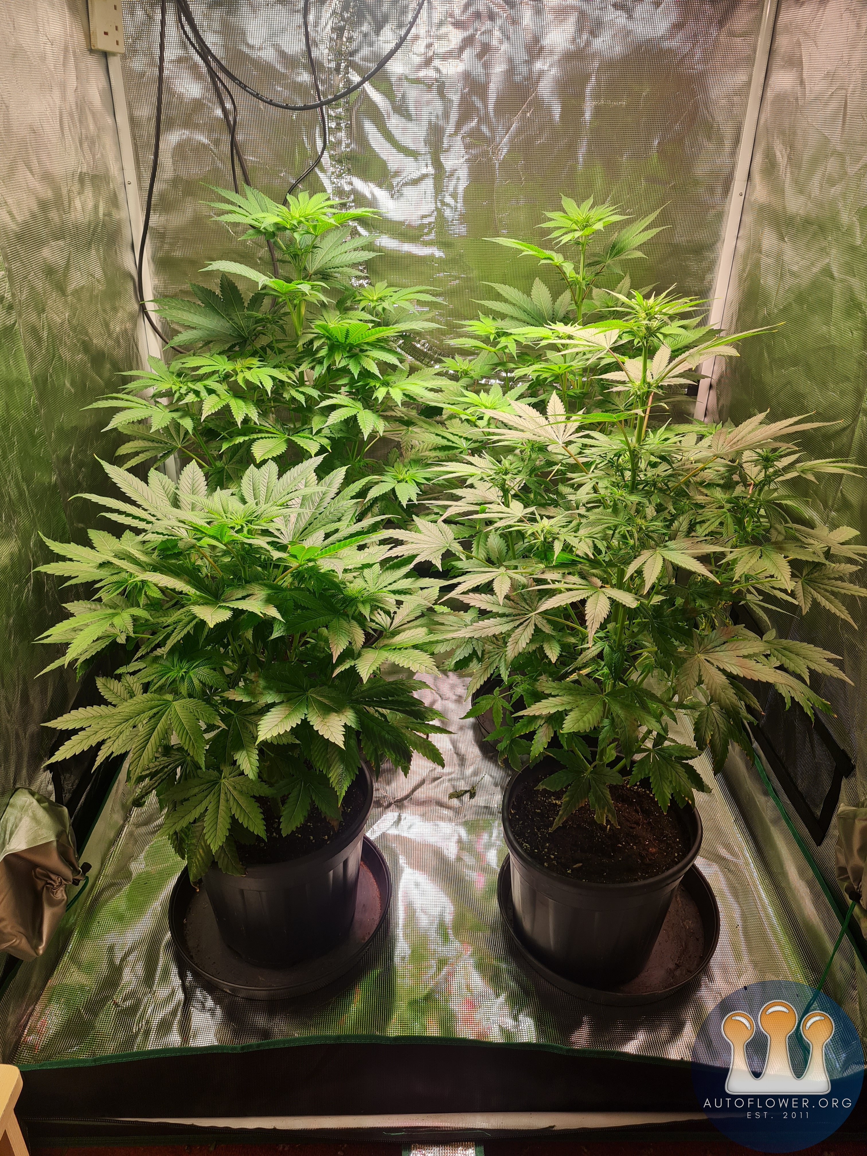 Sweet mandarin zkittles