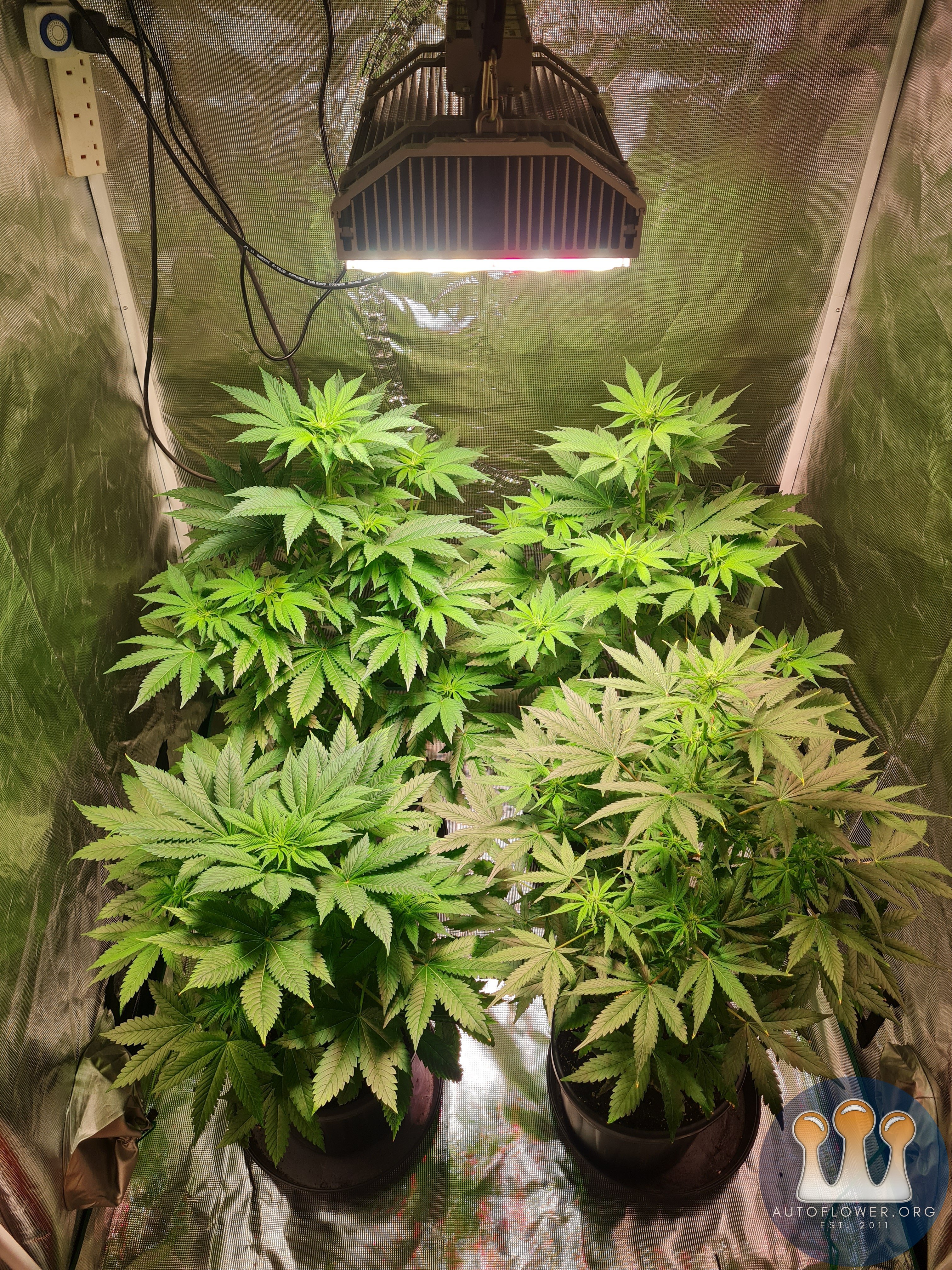 Sweet mandarin zkittles