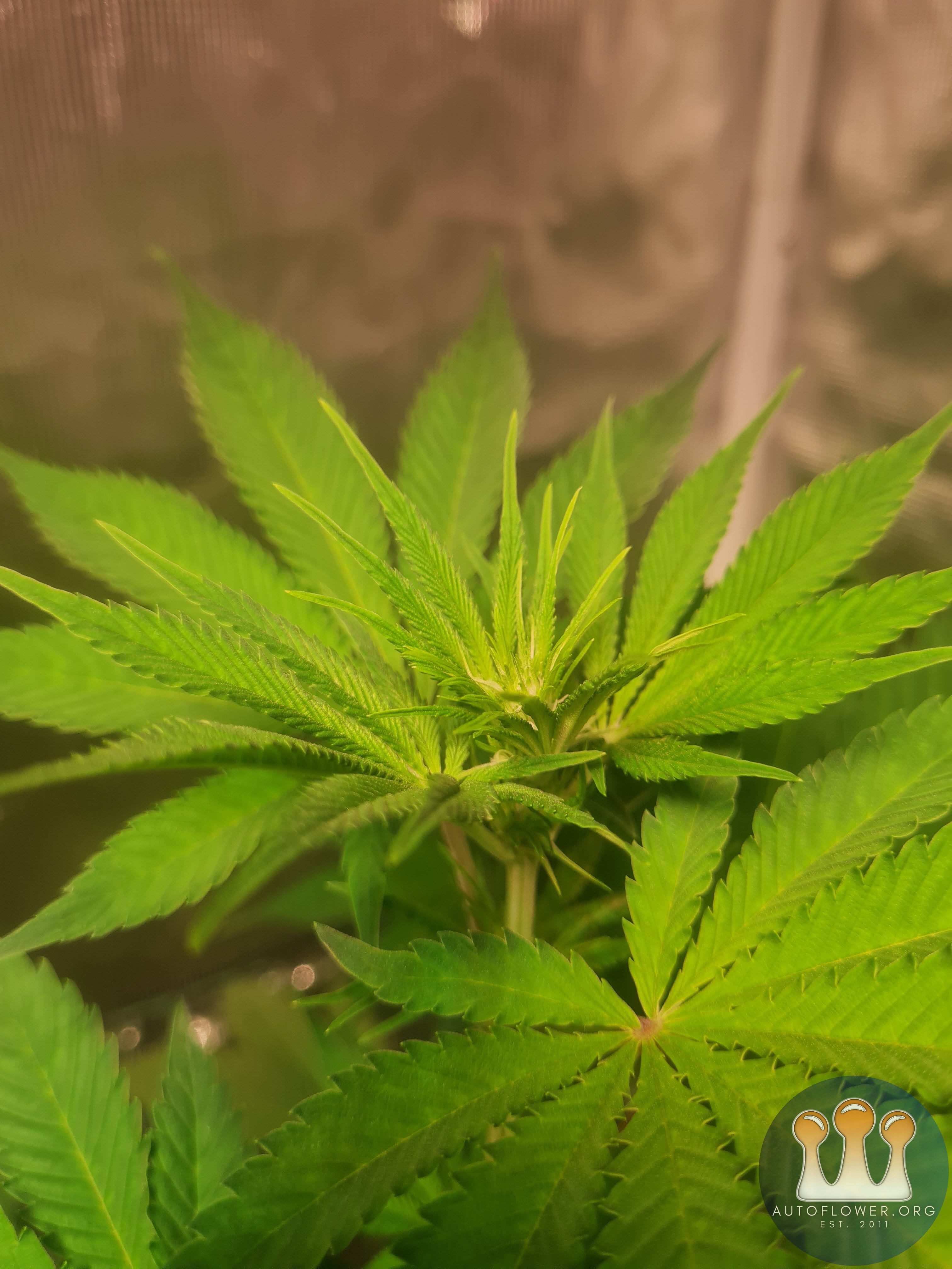 Sweet mandarin zkittles