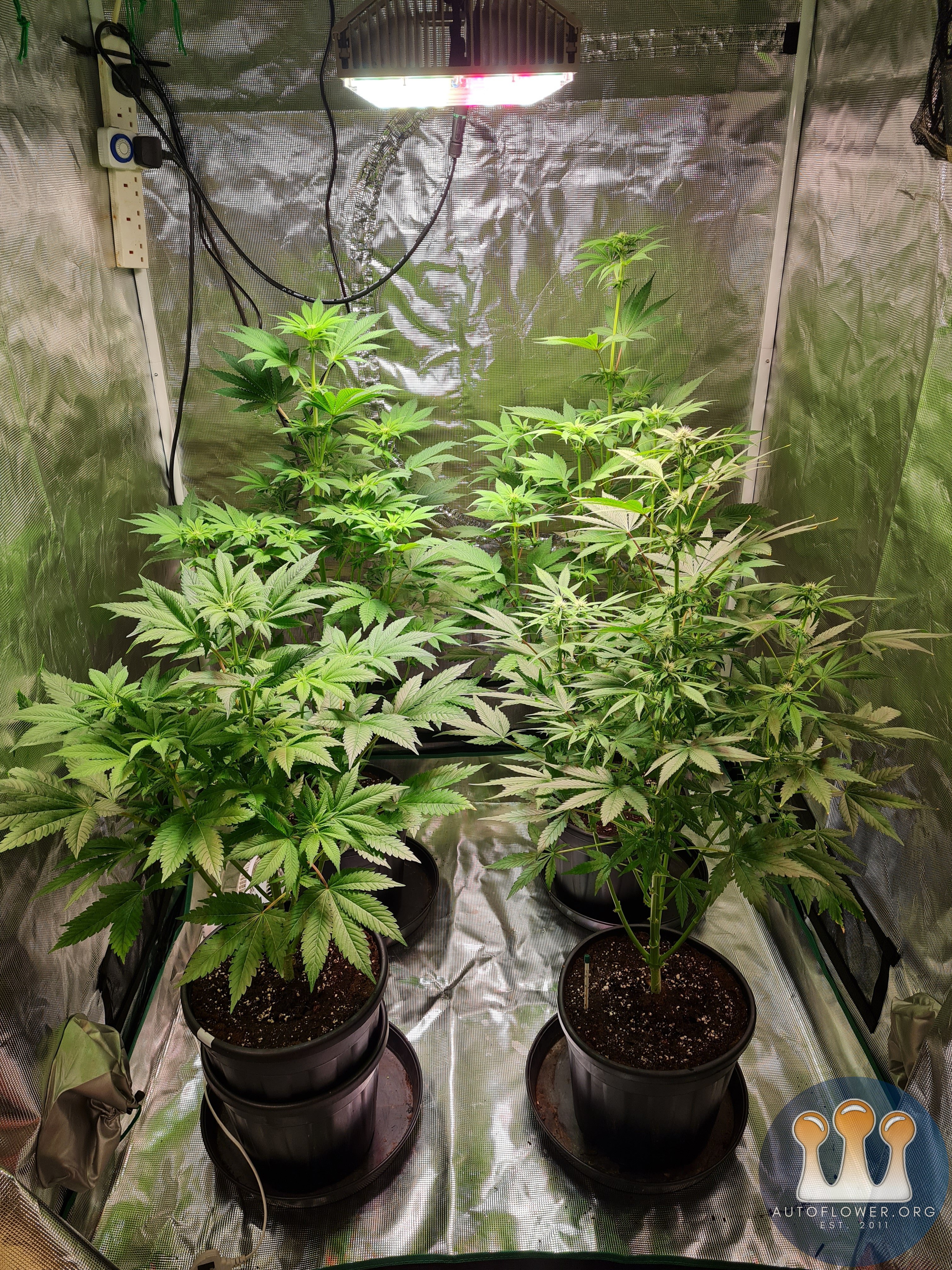 Sweet mandarin zkittles