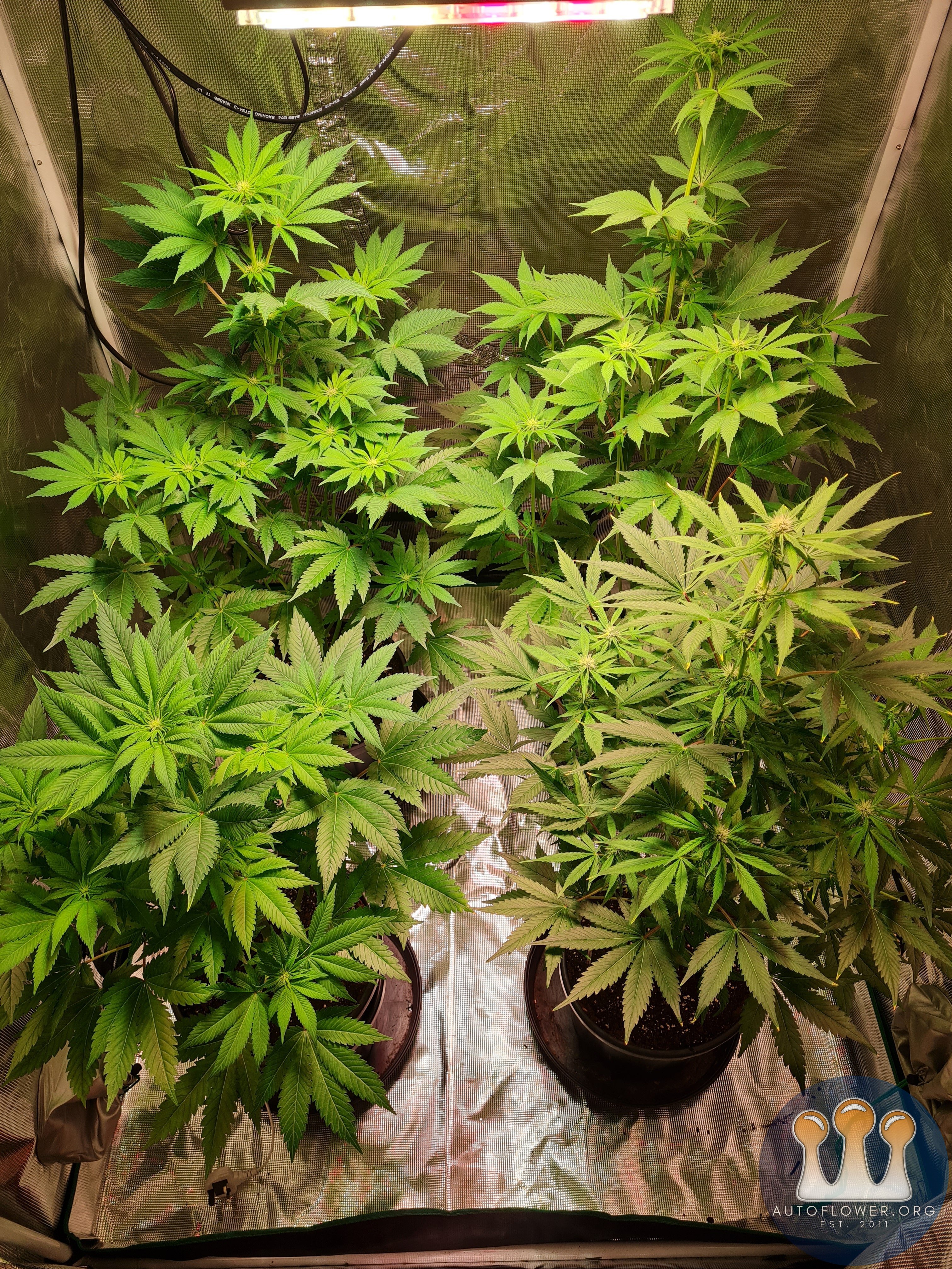 Sweet mandarin zkittles