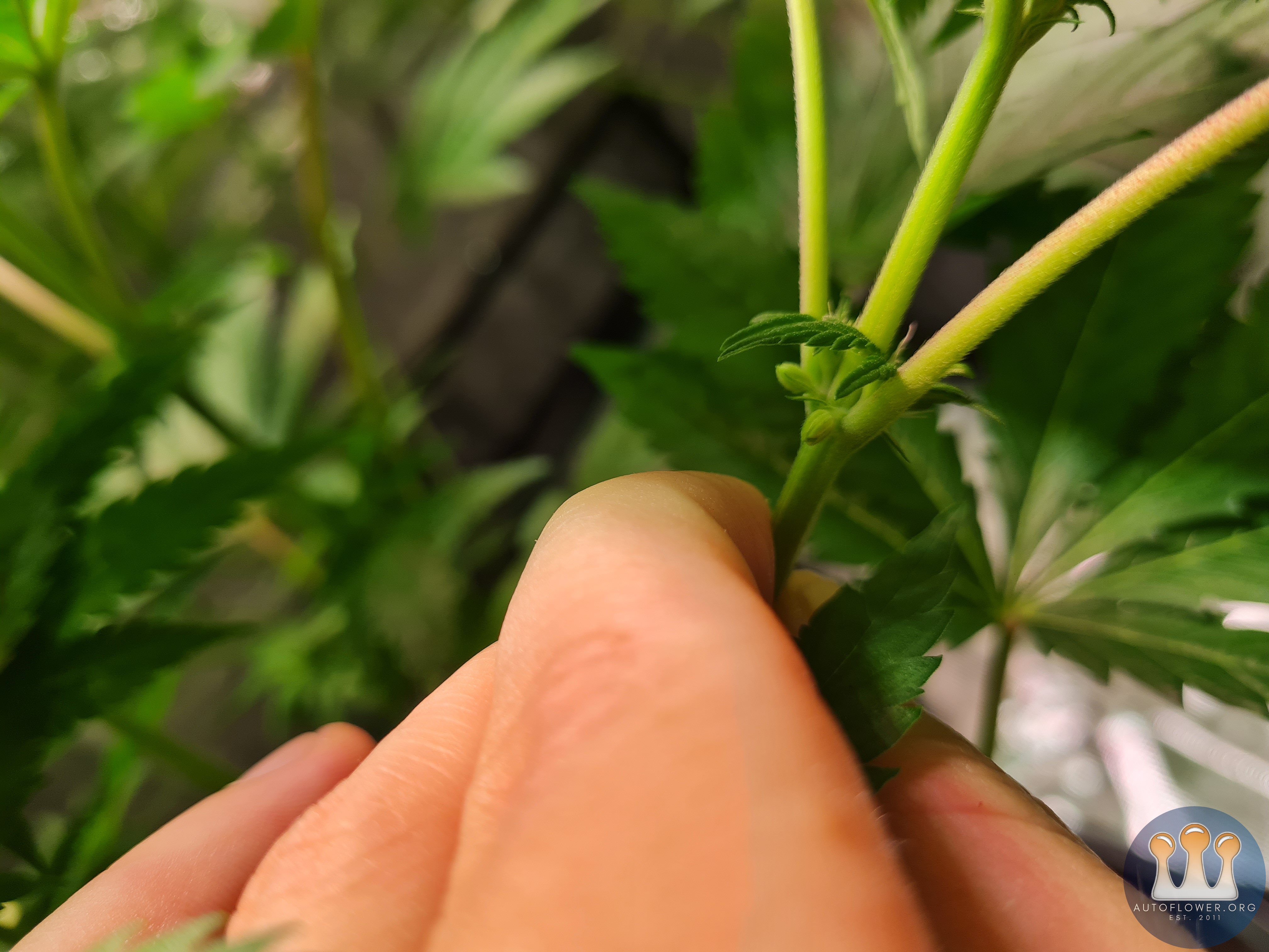 Sweet mandarin zkittles