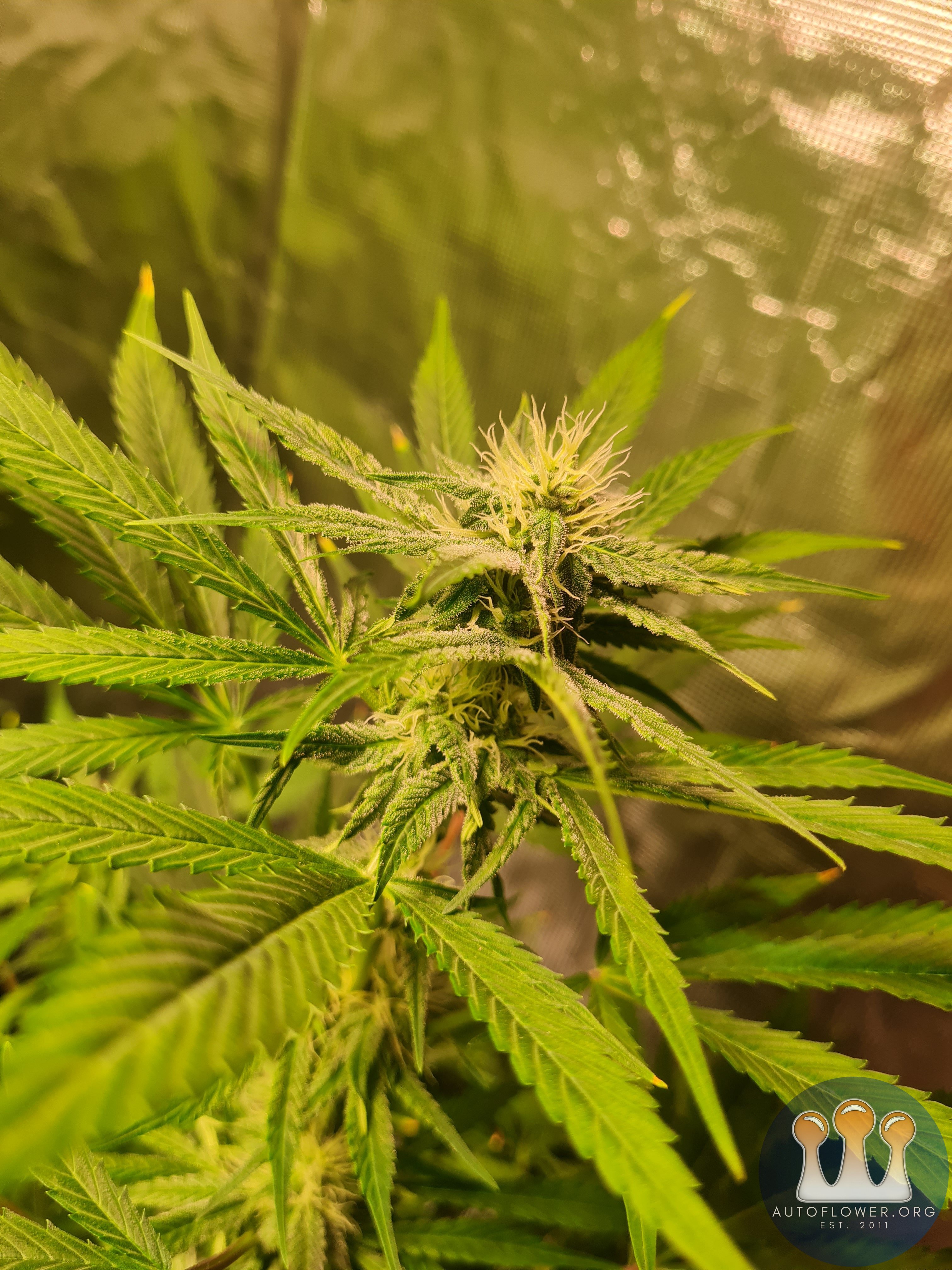 Sweet mandarin zkittles