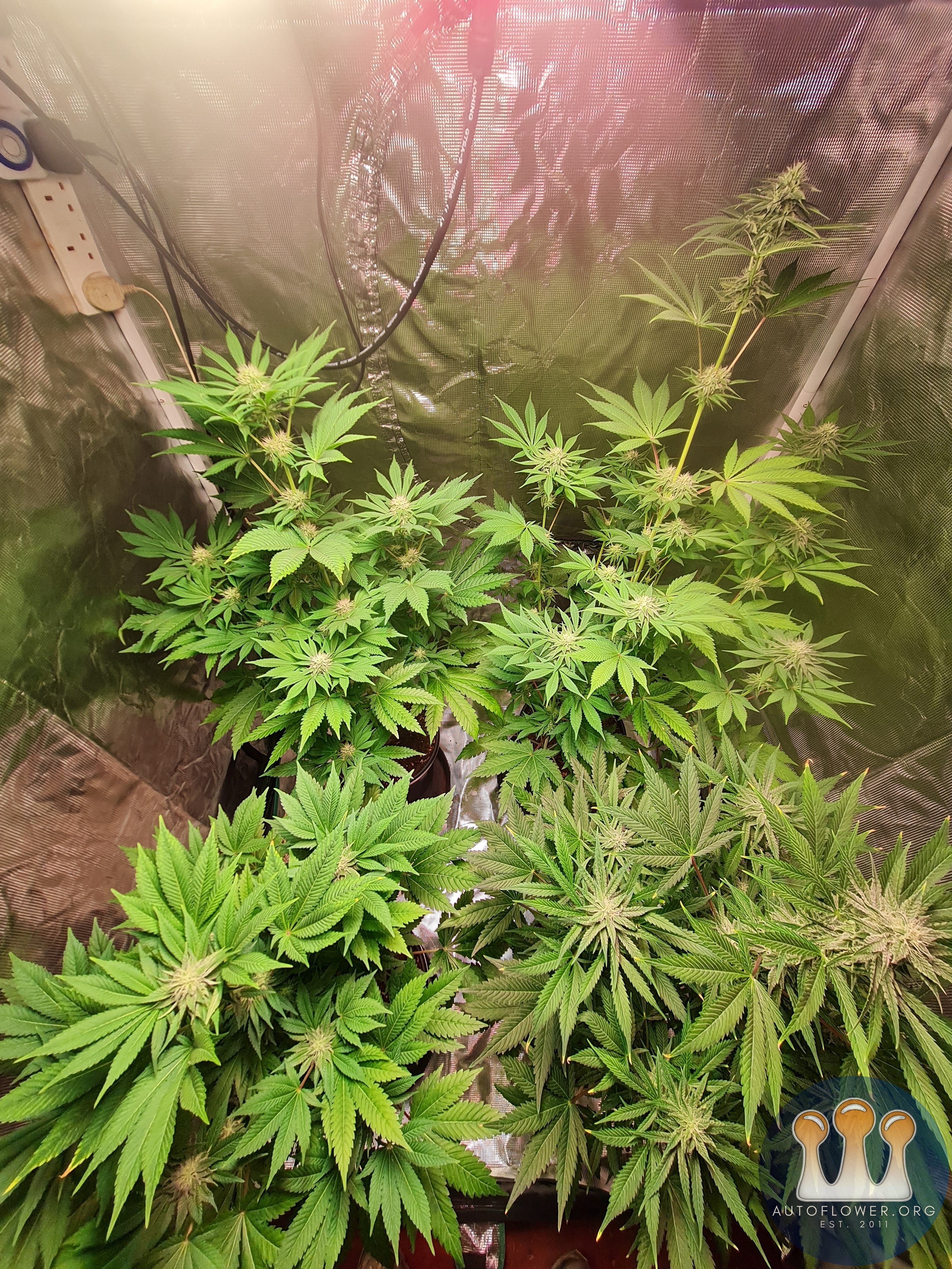 Sweet mandarin zkittles