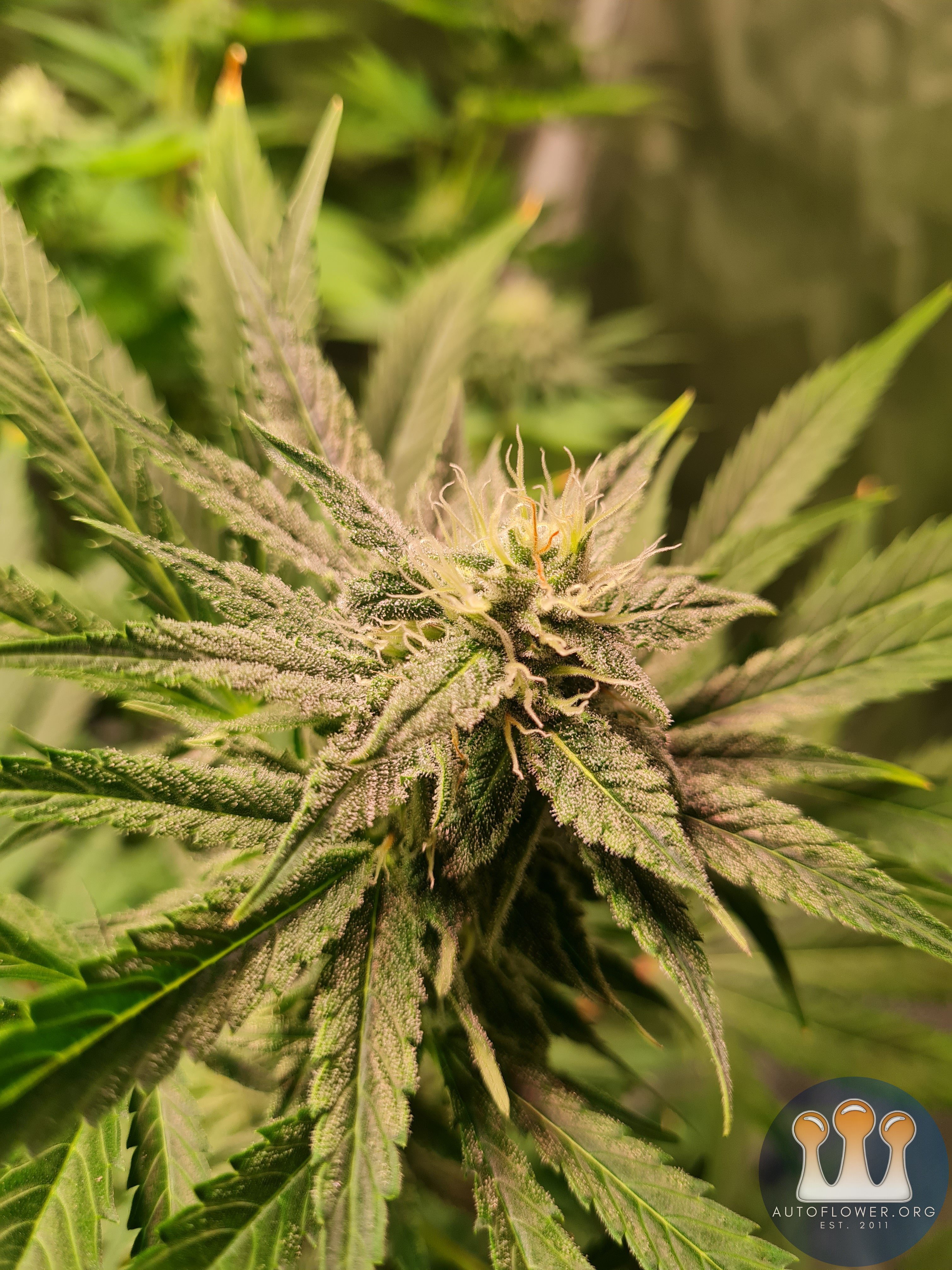 Sweet mandarin zkittles