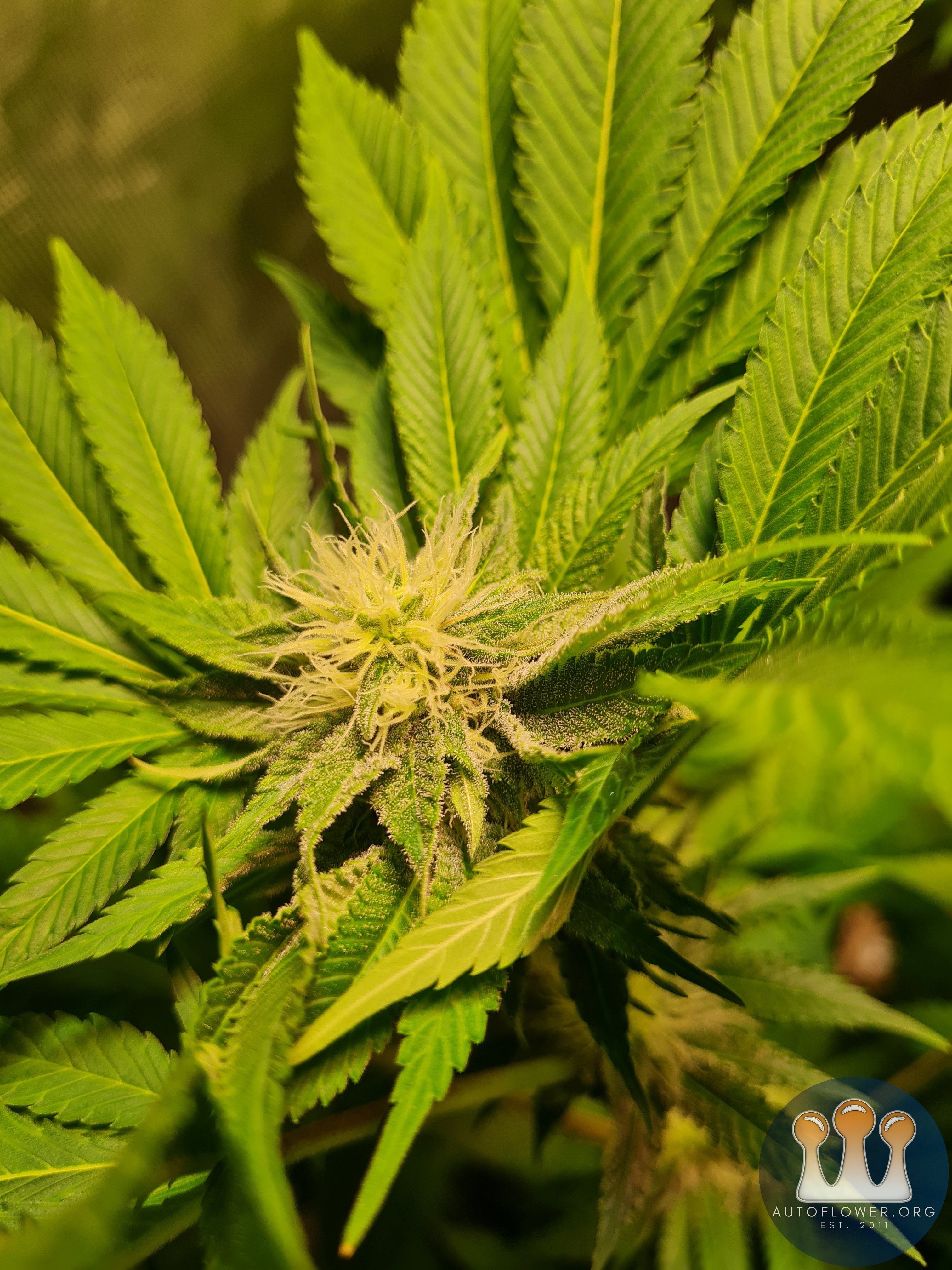 Sweet mandarin zkittles