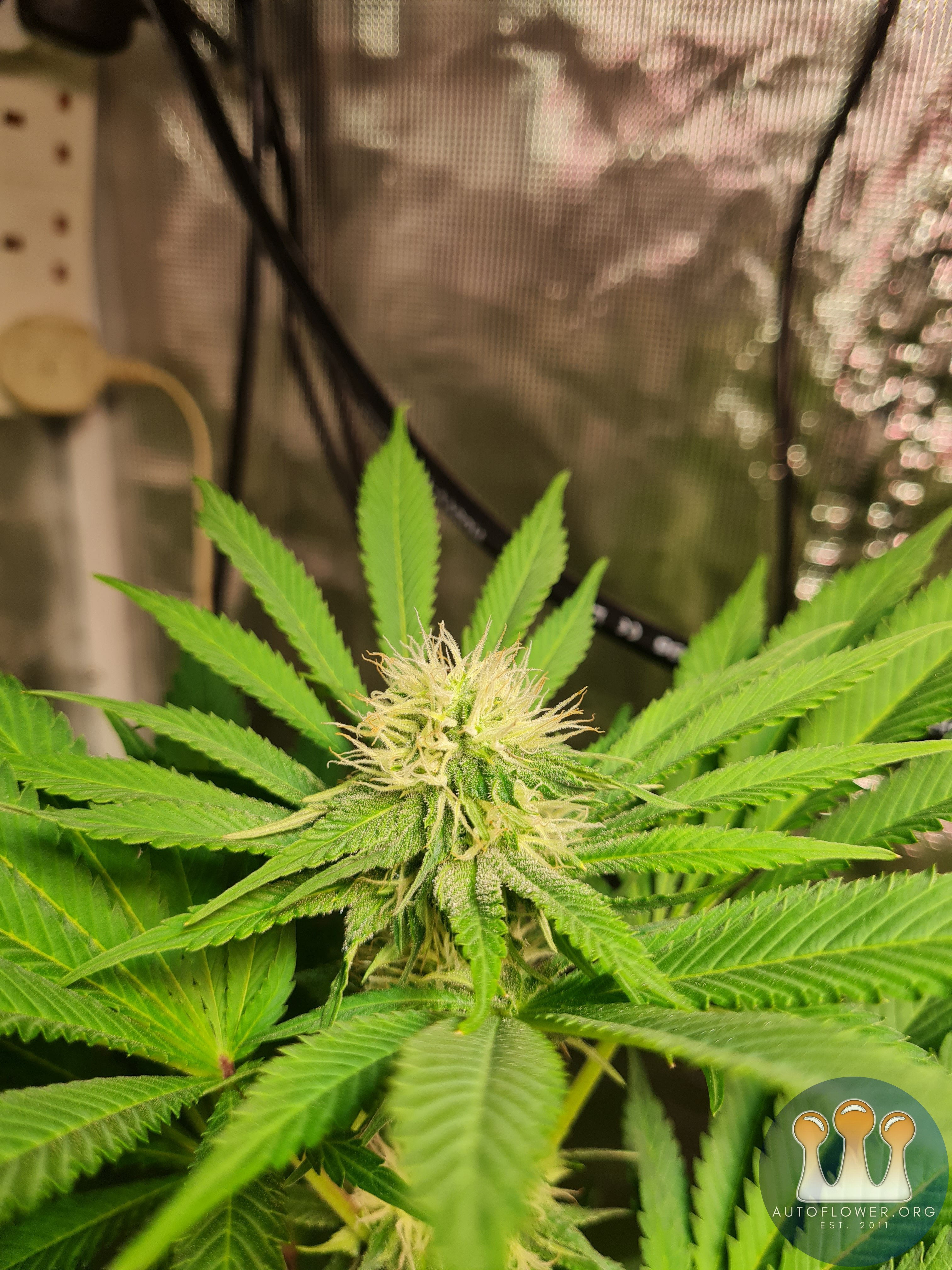 Sweet mandarin zkittles