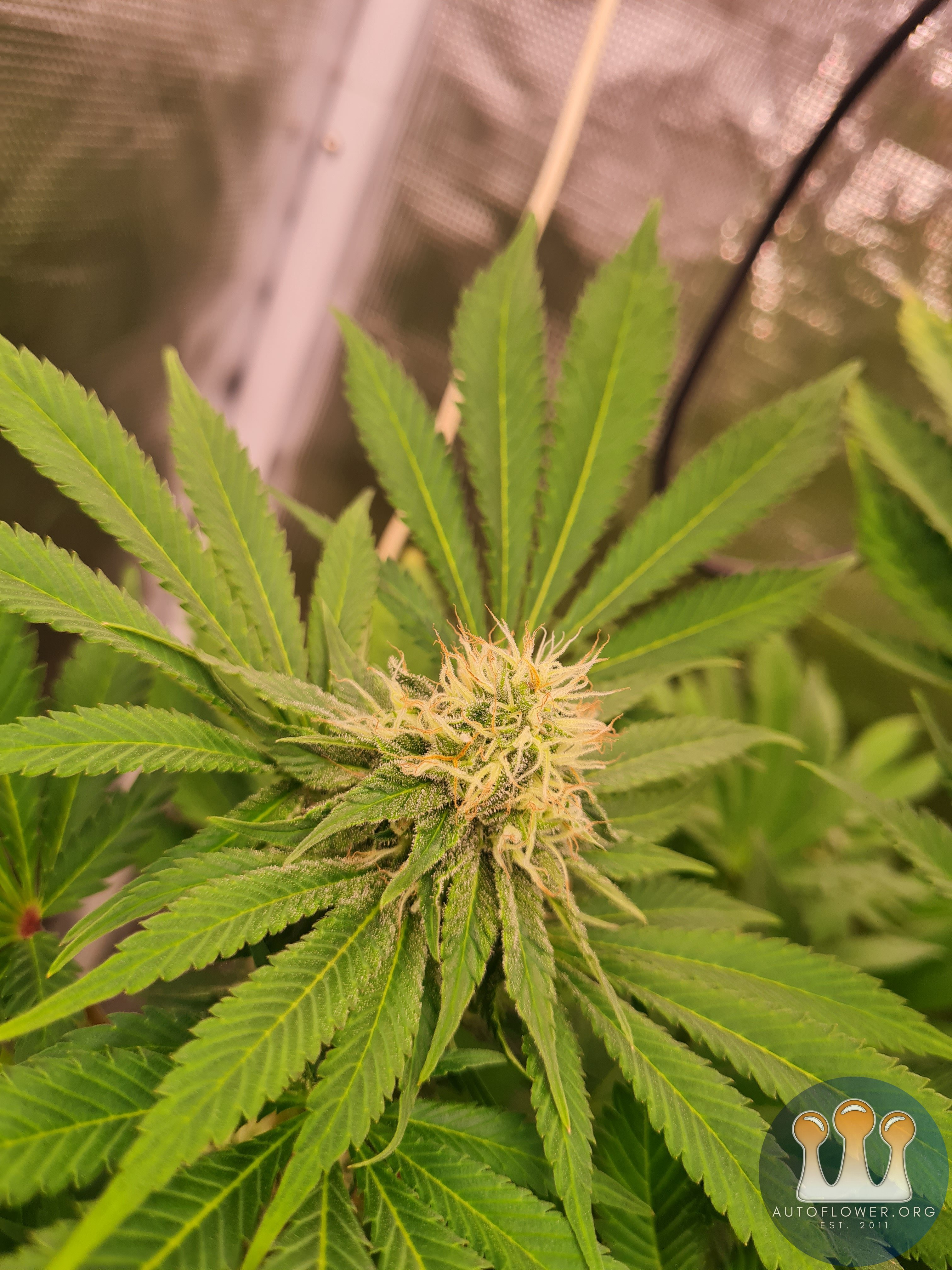 Sweet mandarin zkittles