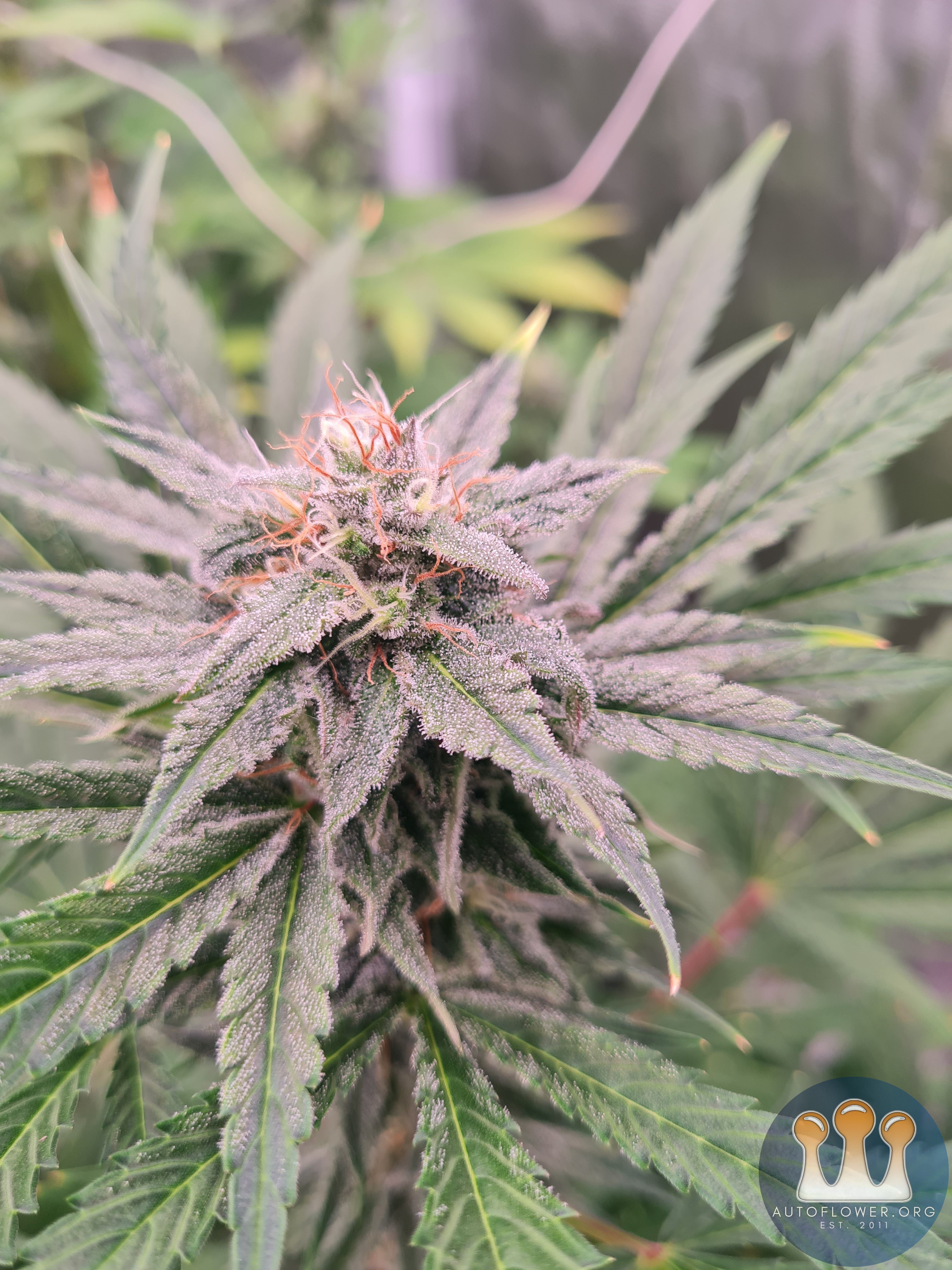 Sweet mandarin zkittles