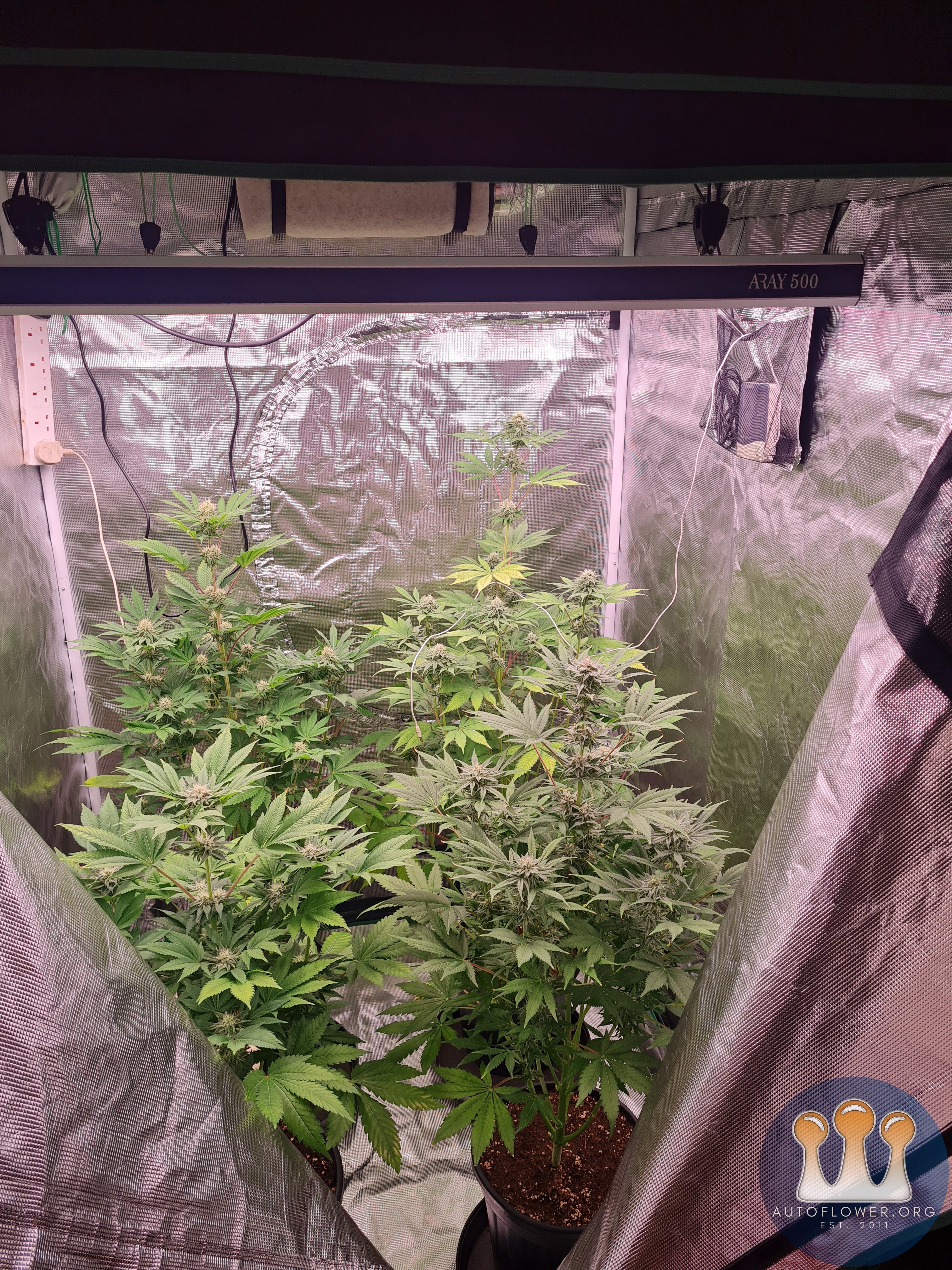 Sweet mandarin zkittles