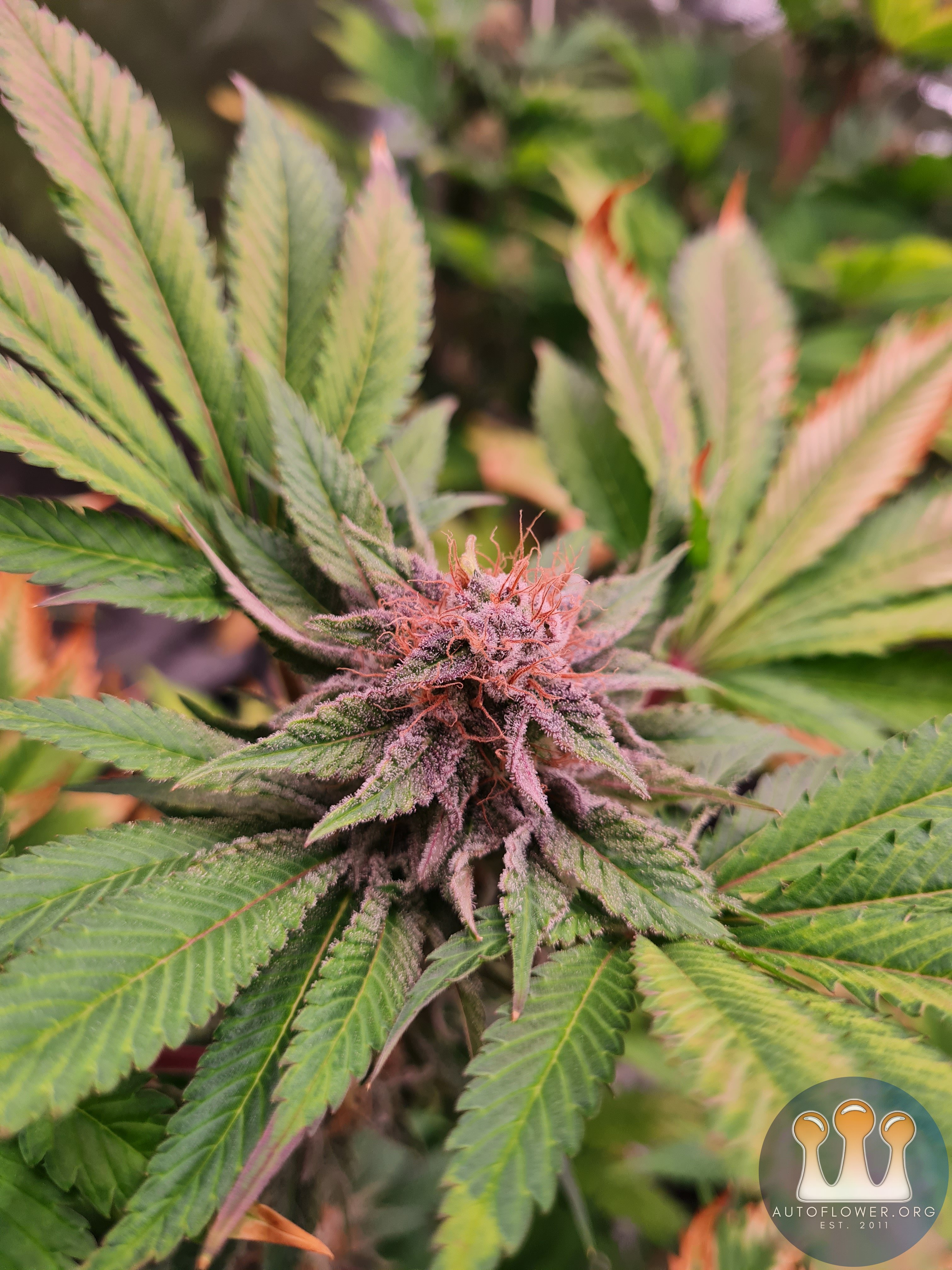 Sweet mandarin zkittles