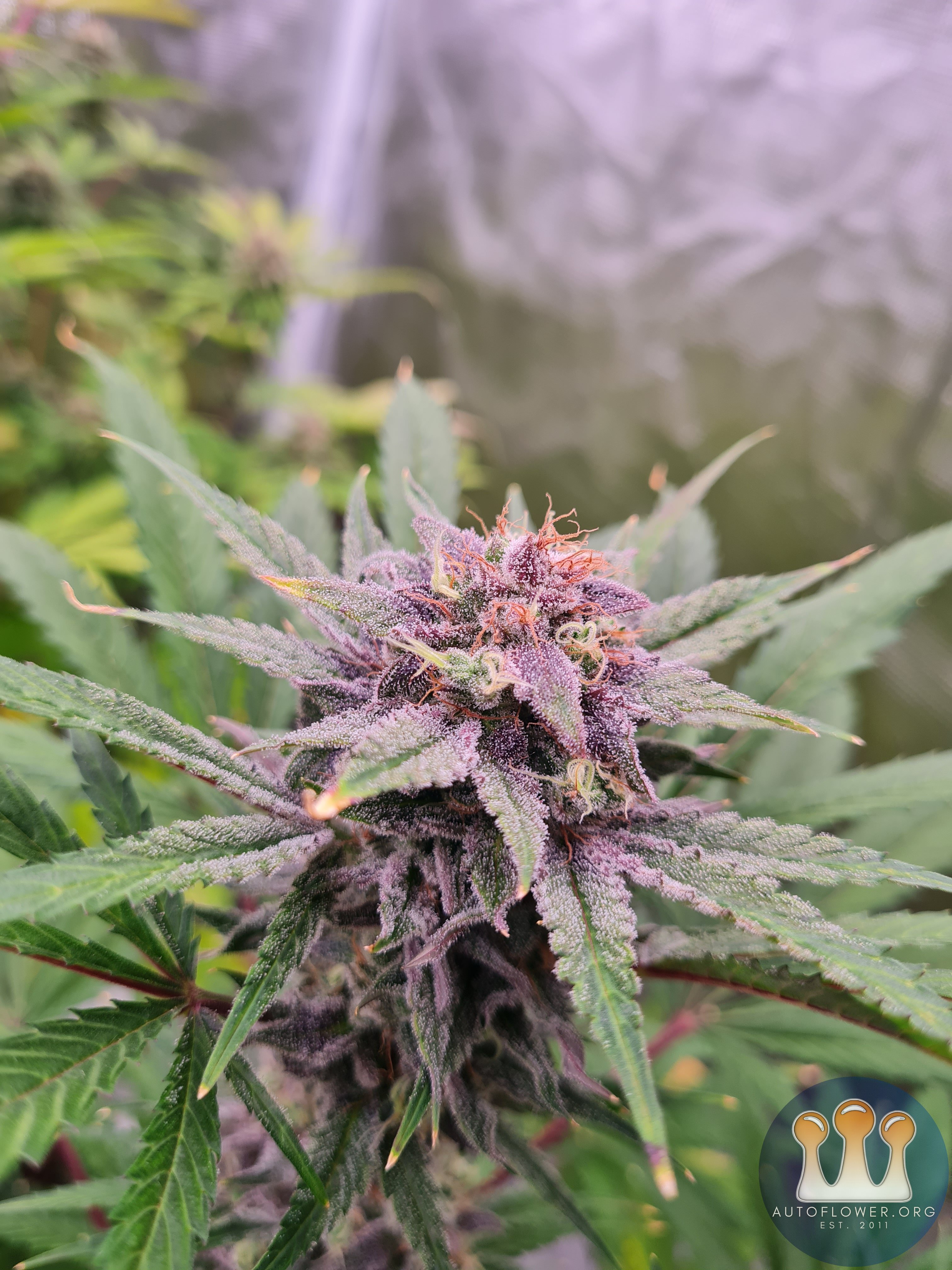 Sweet mandarin zkittles