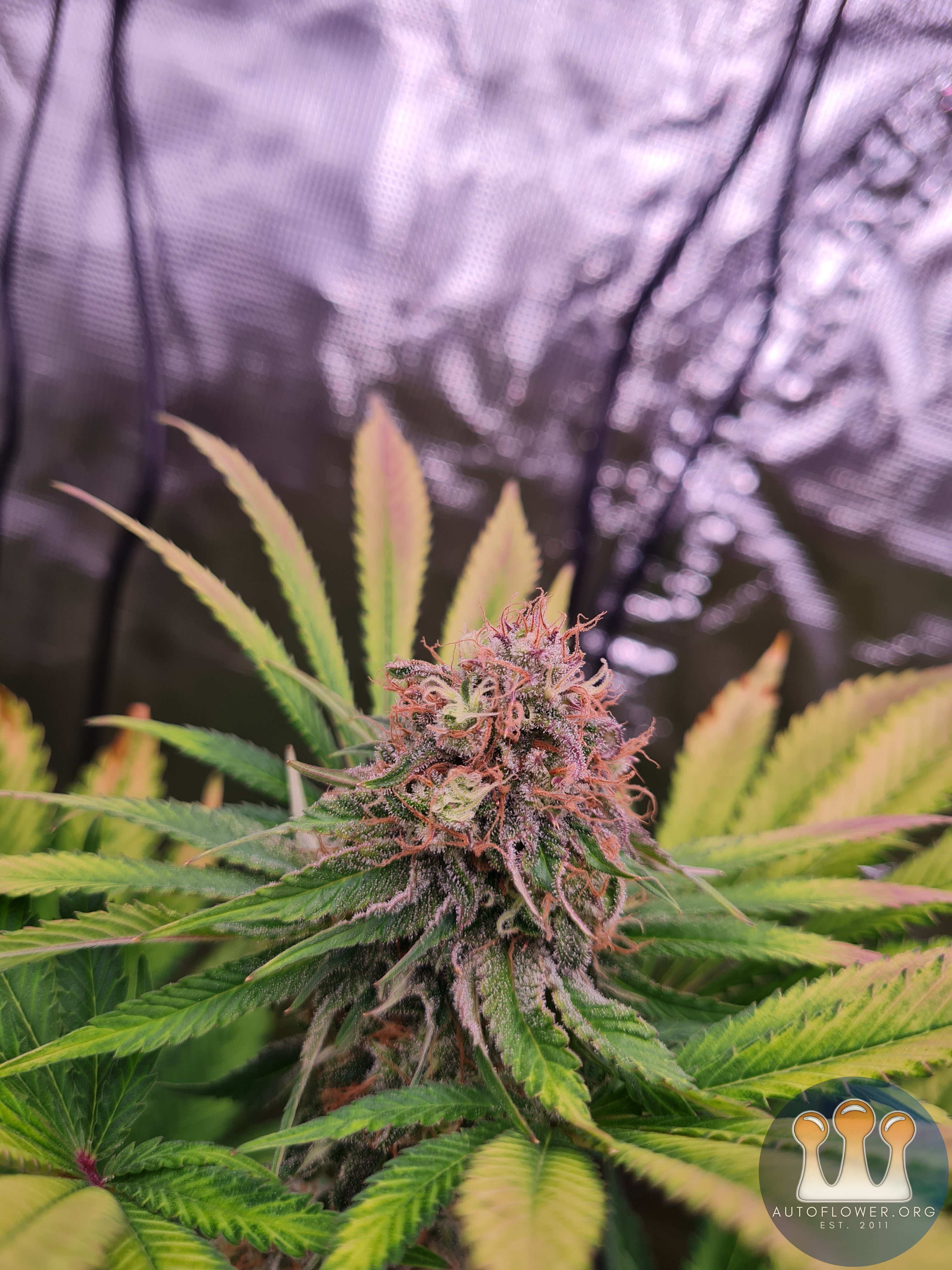 Sweet mandarin zkittles