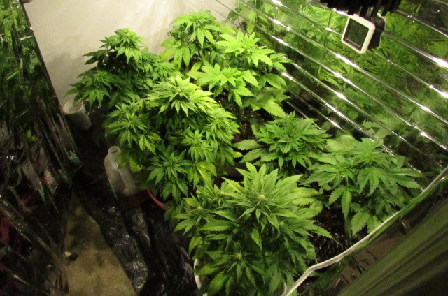 Thegrow4