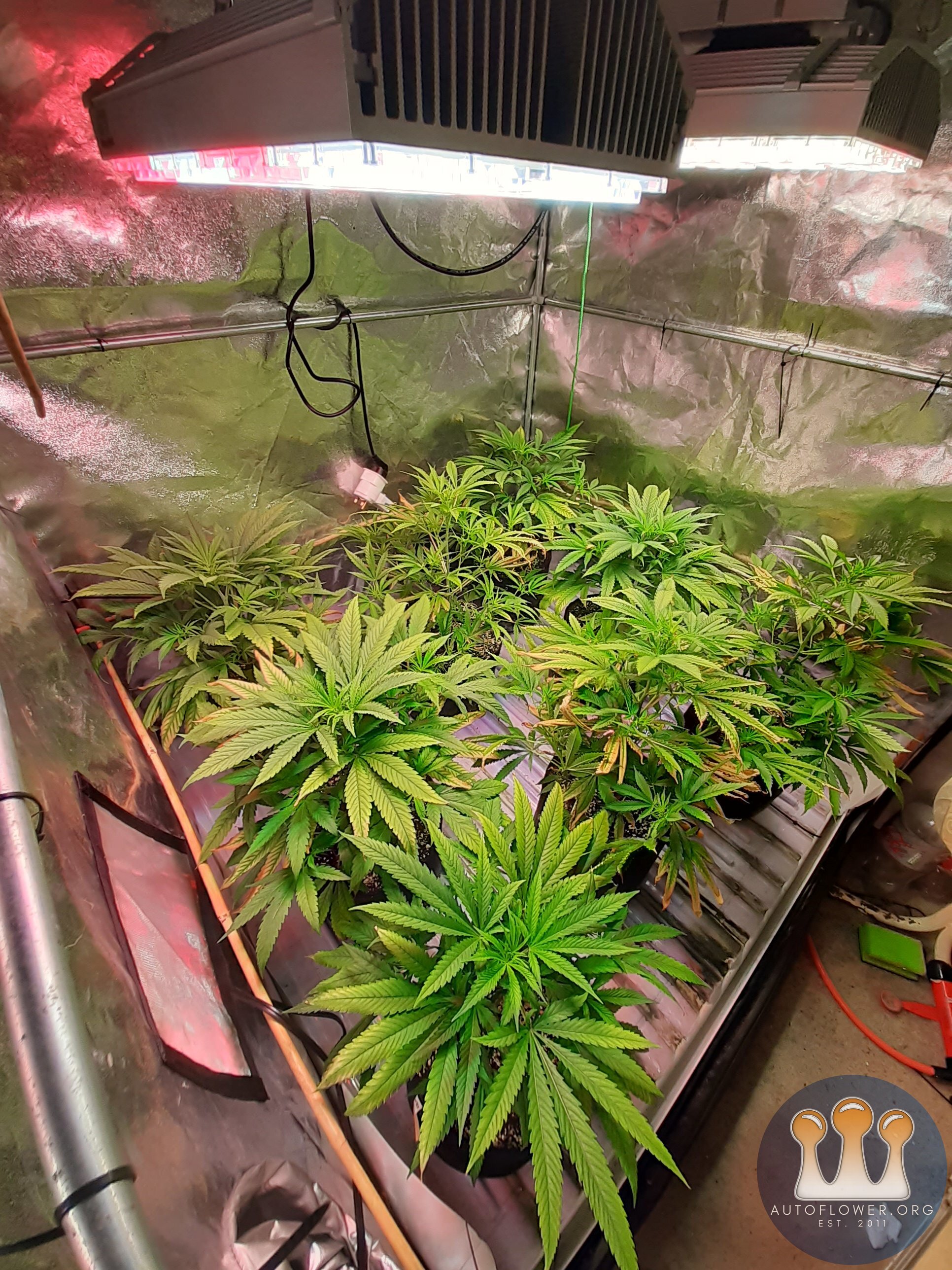 Unknown clones