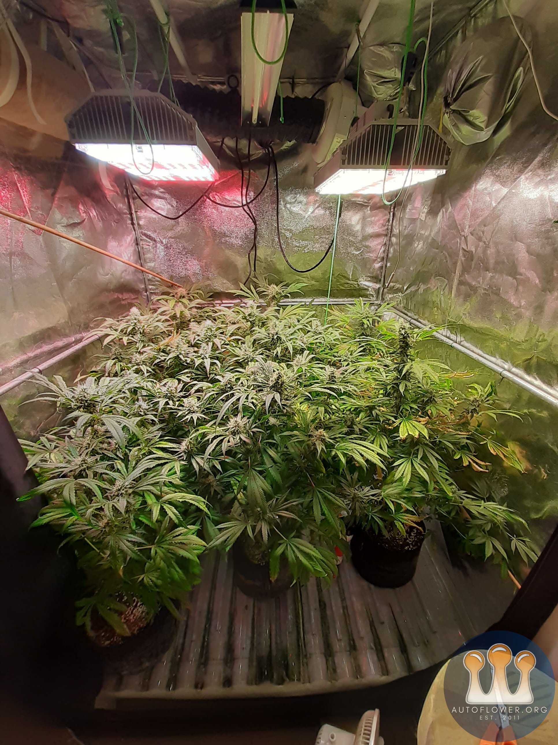 Unknown clones