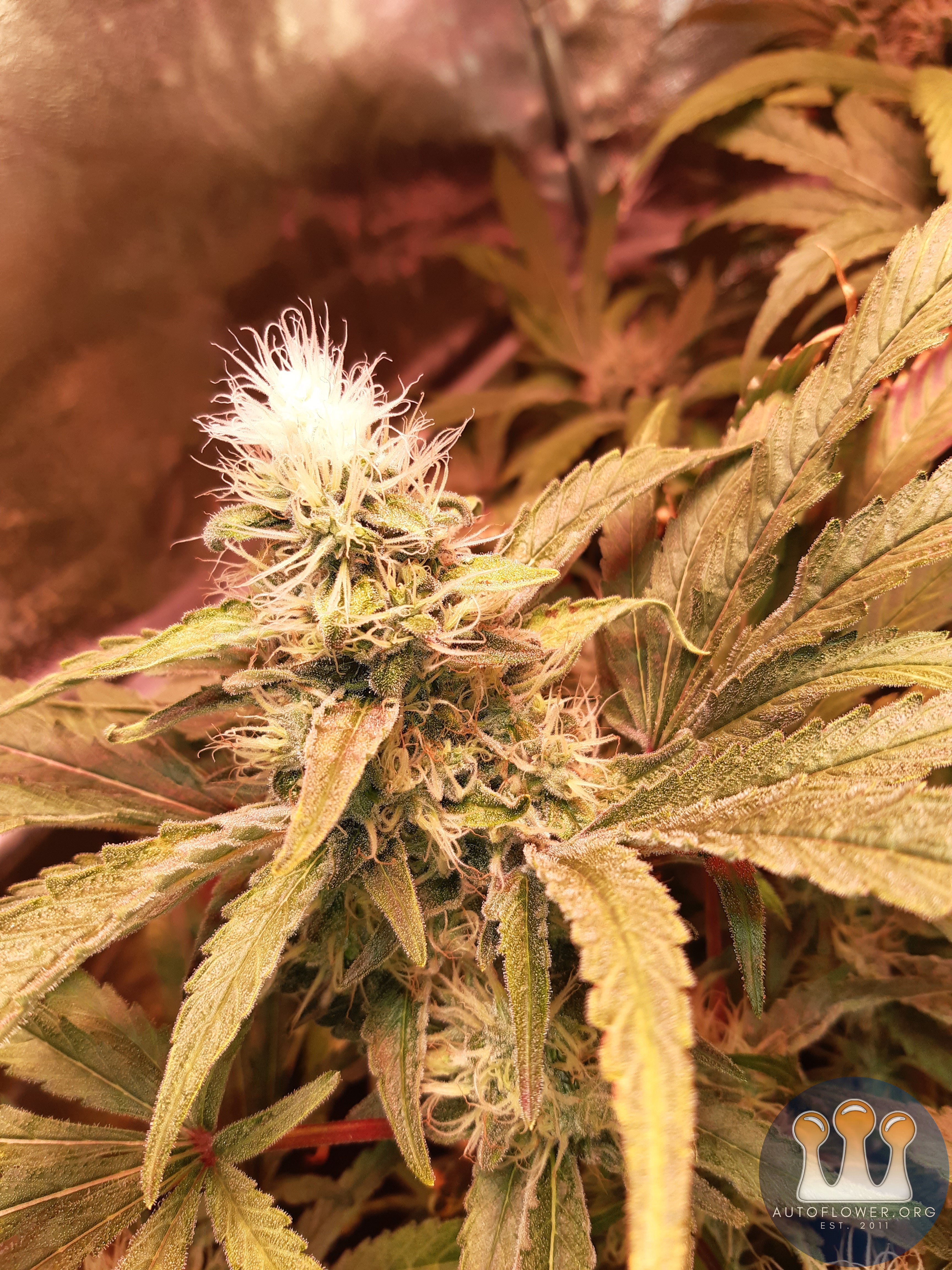 Unknown clones