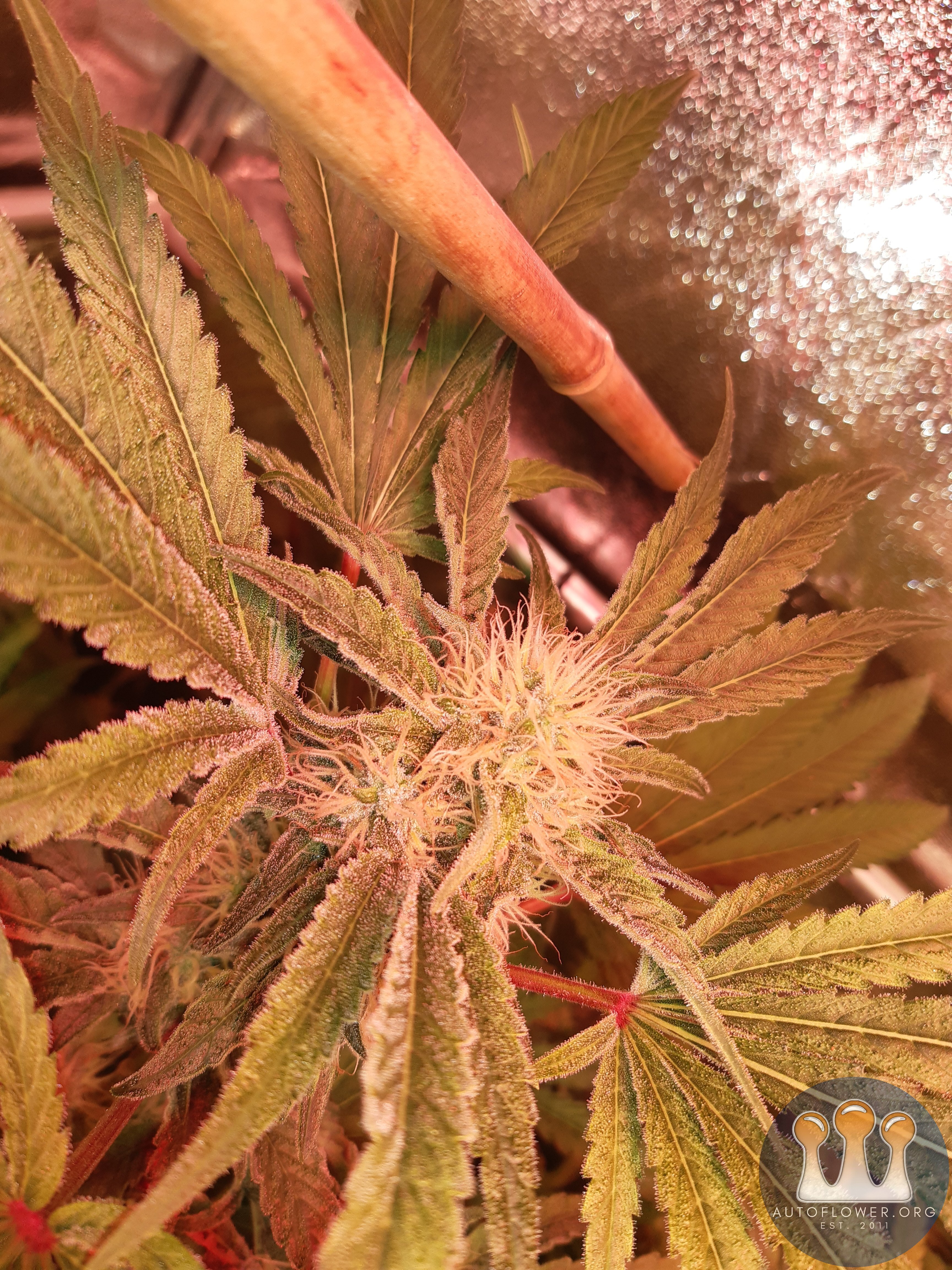 Unknown clones
