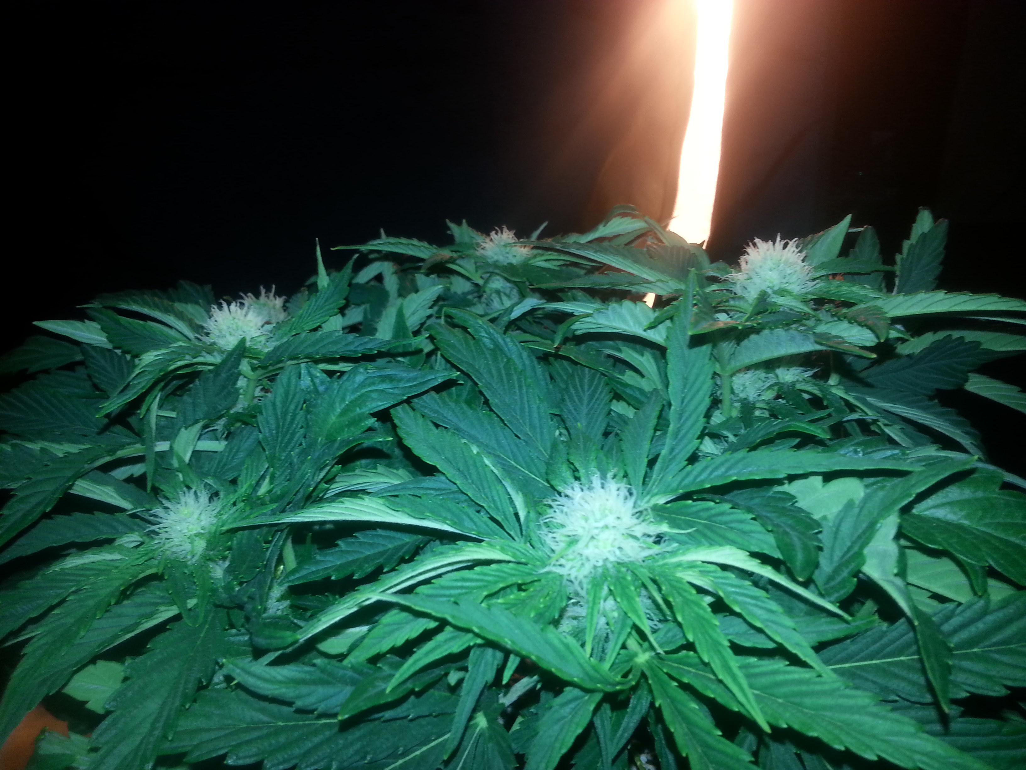 VAF Day 37 3