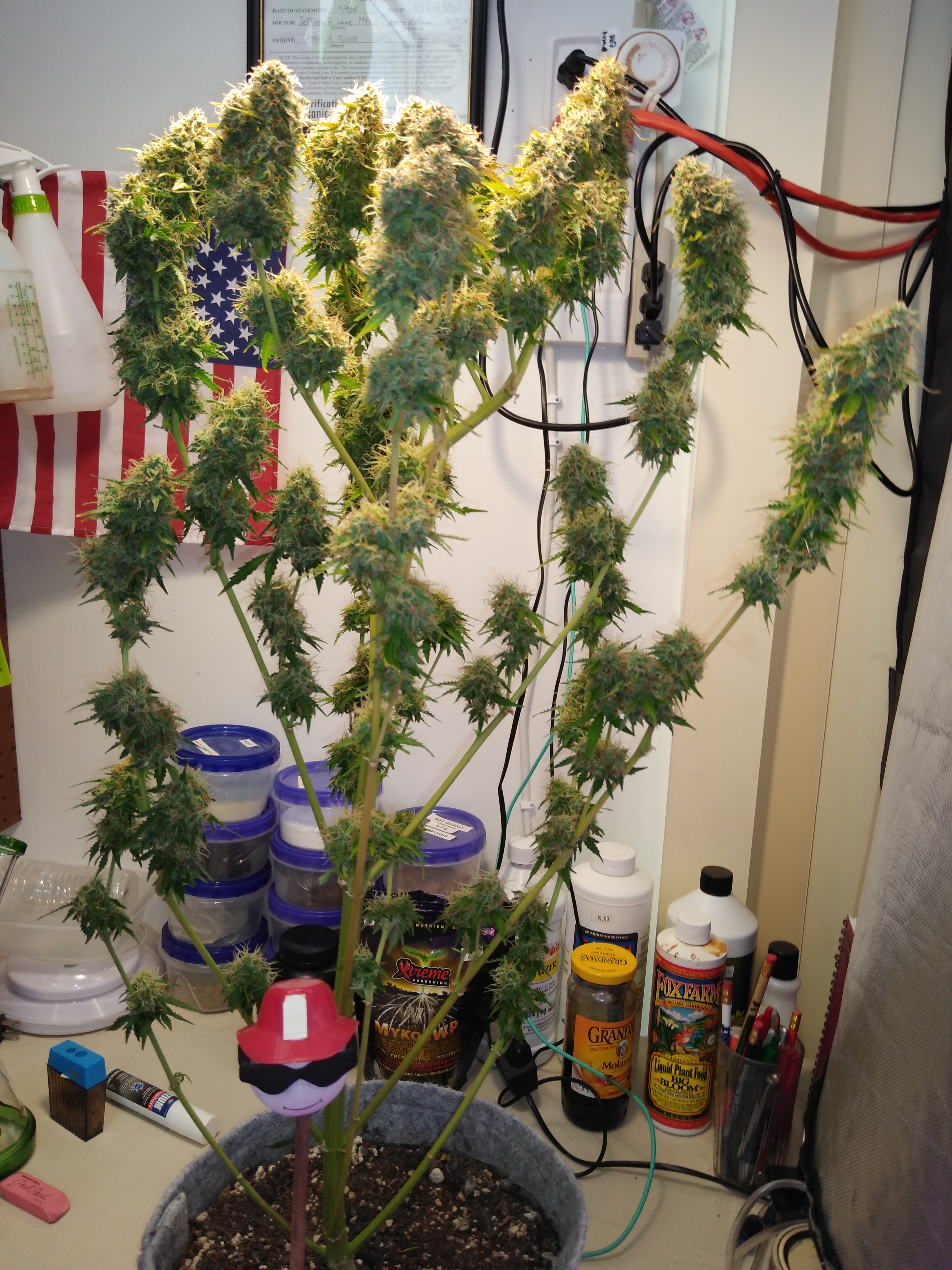 W12, D78, WW Auto #3, ILGM seeds